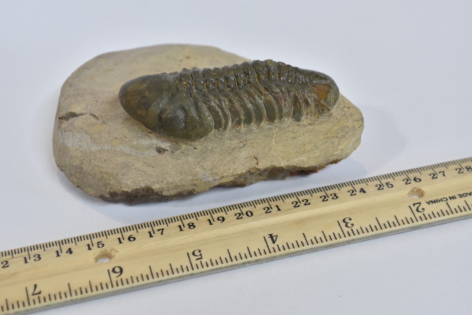 Trilobite Fossil Reedops - Fine Detail - on Matrix - Morocco - Large 3" - #36