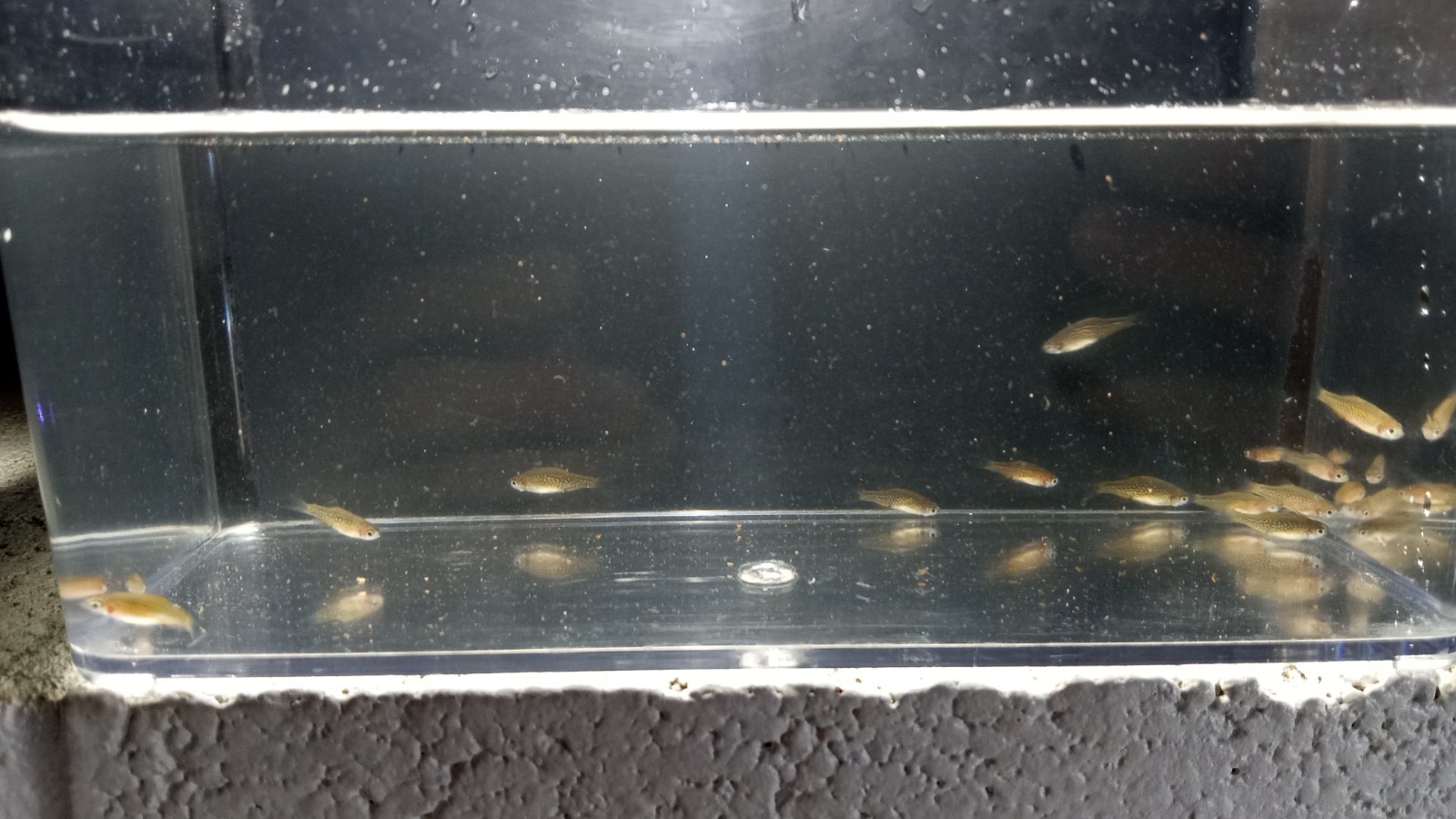 (6) Celestial Pearl Danio-Galaxy Rasbora-HIGH QUALITY- Pennsylvania bred