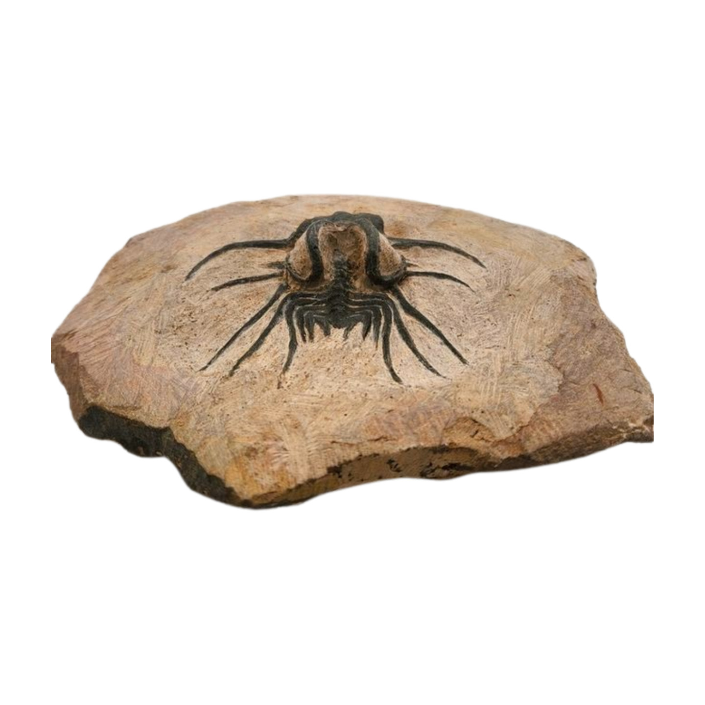 Dicranurus Trilobite Fossil