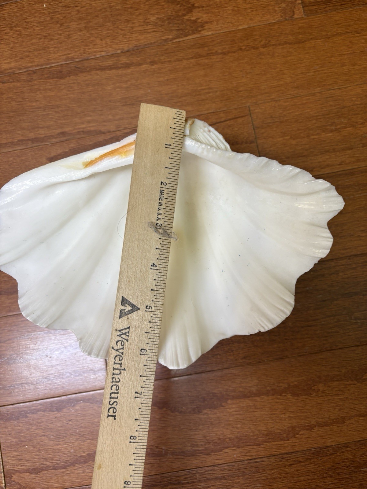 Tridacna Clam Shell Dish Trinket Soap Dish Centerpiece Display 9” Wide