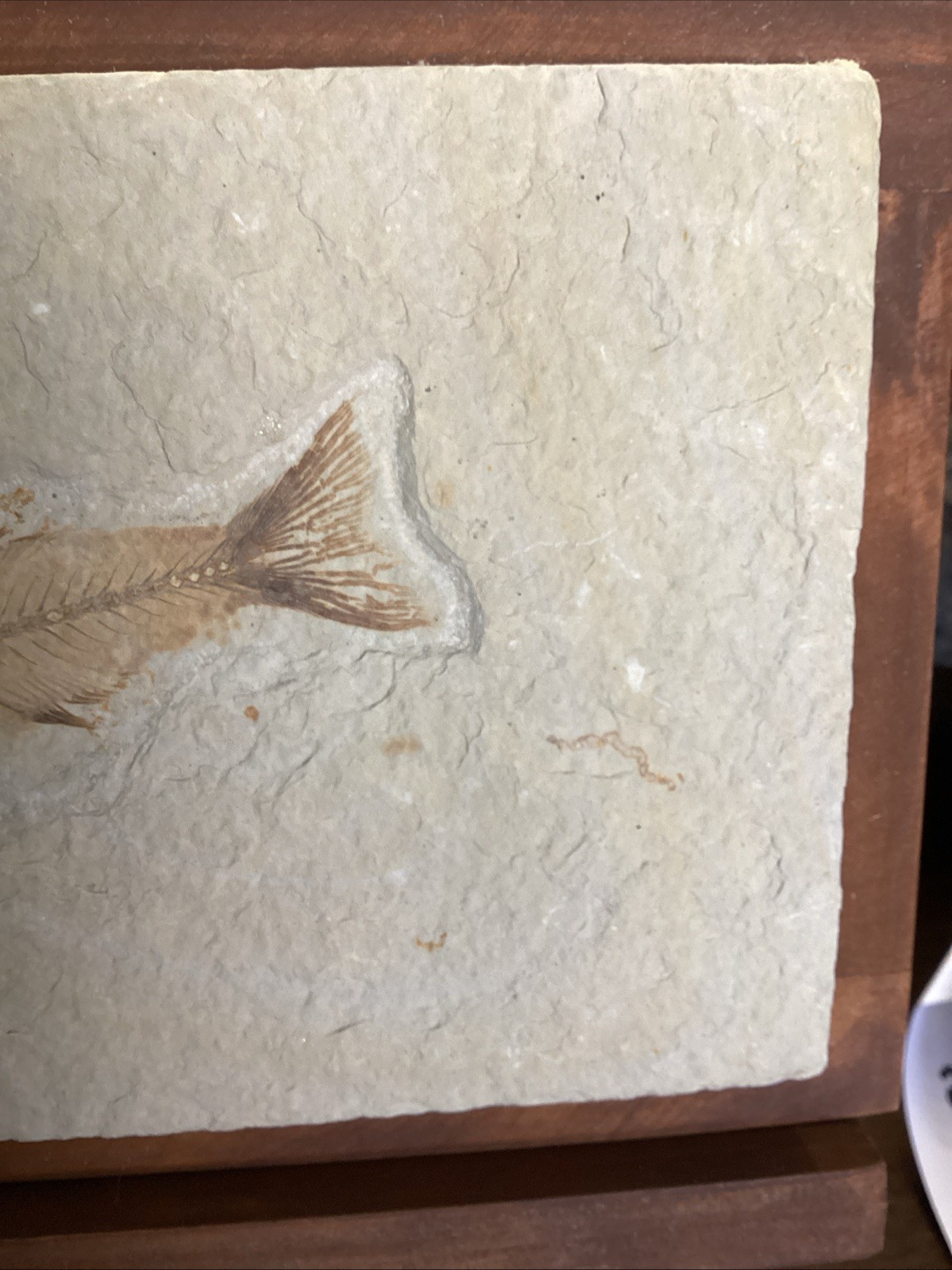 EXTREMELY RARE Fossil Fish EOHIODON HIODON FALCATUS Green River Fish 7x5