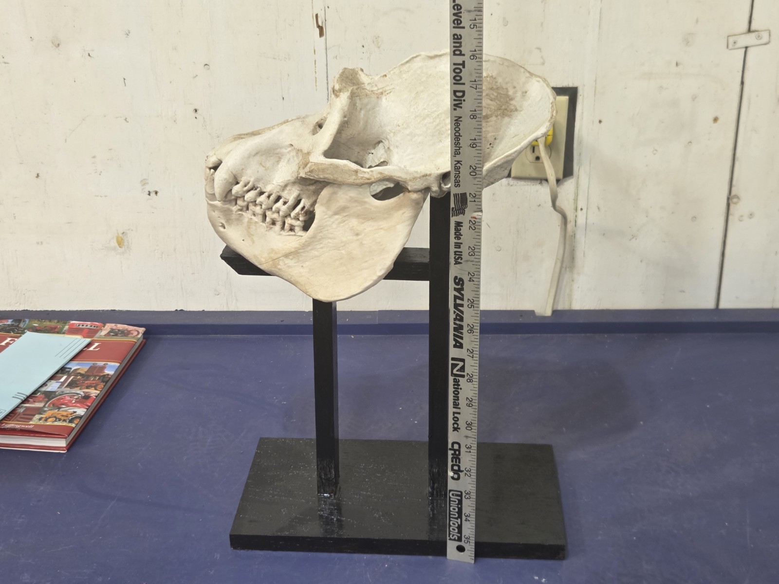 Gorilla Skull Replica Life Size, With Wood Stand.
