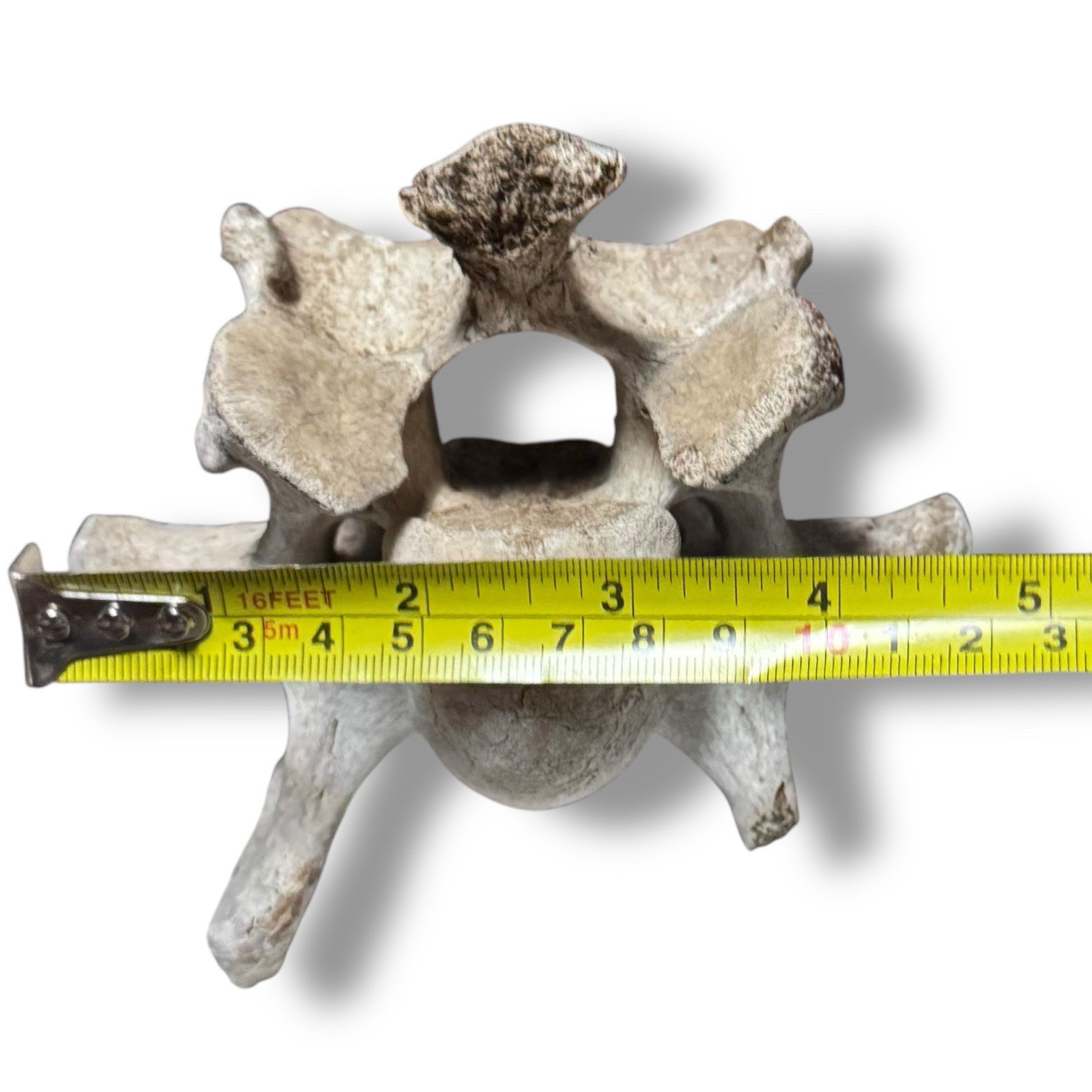Bison Cervical Vertebra Natural Bone Paperweight Western Decoration No Fossil