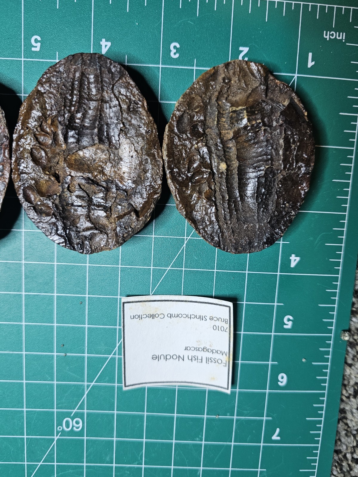 2 Rare Fish Fossil Nodules Dr Bruce Stinchcomb Collection L.