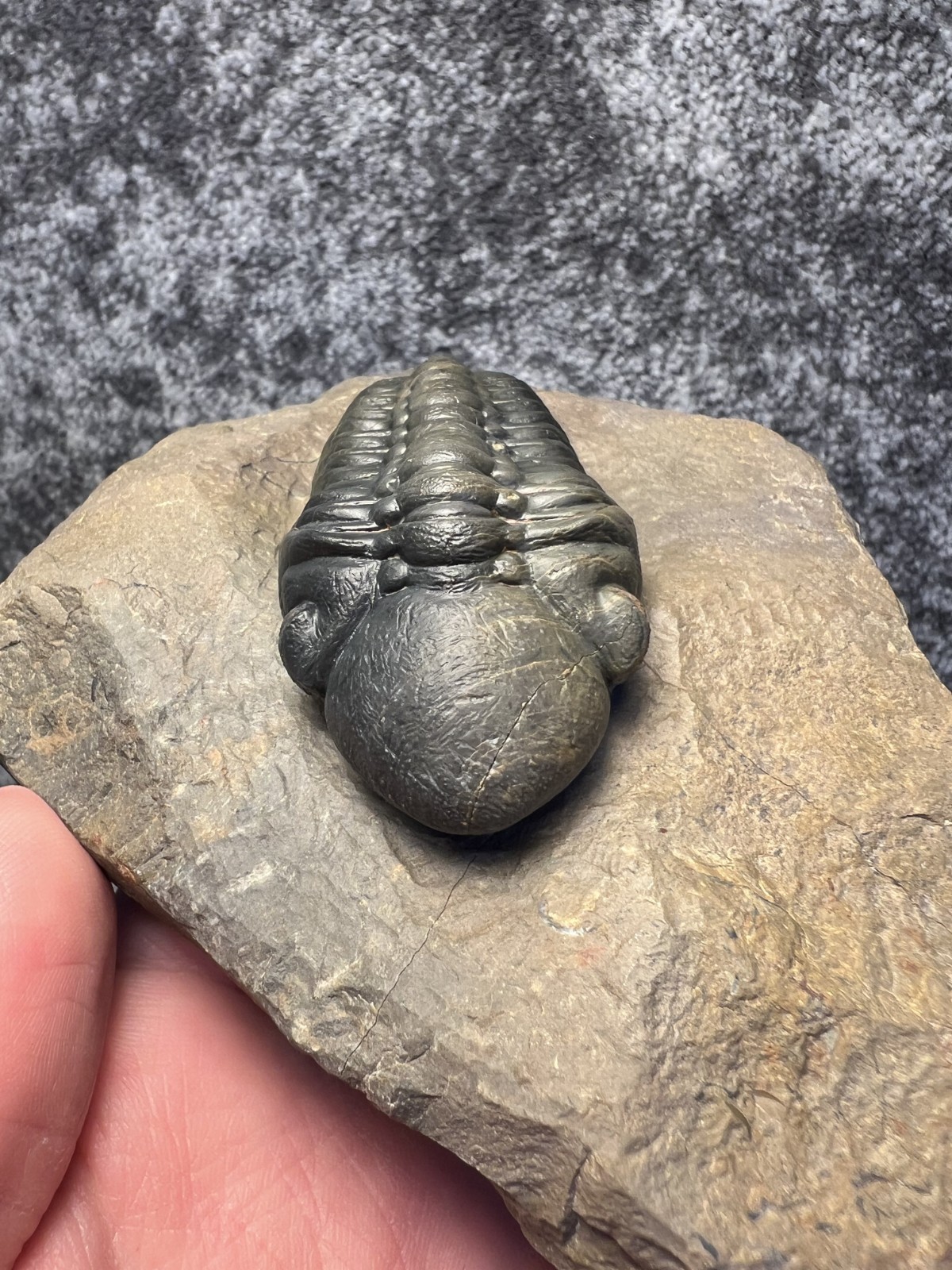 Reedops Trilobite Fossil – Detailed Collector Specimen