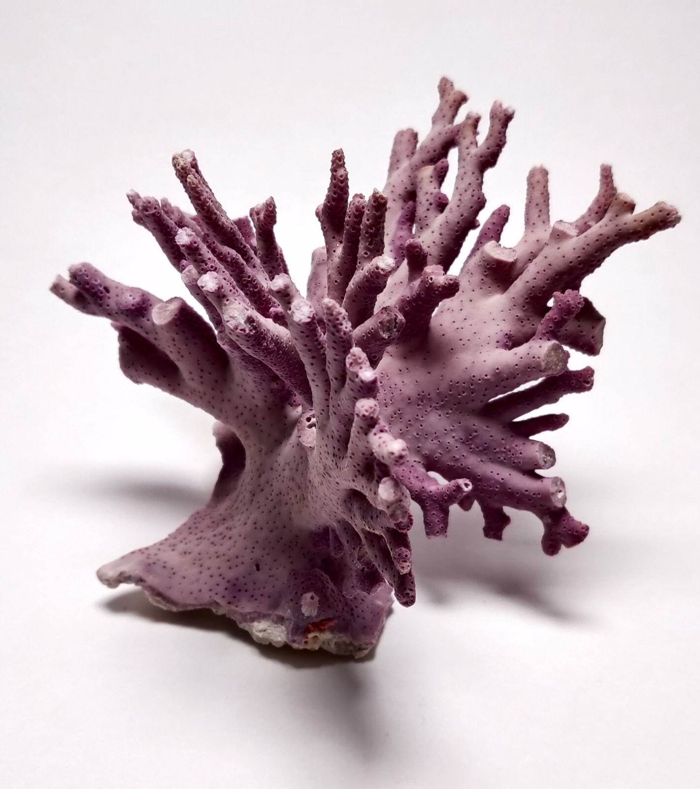 Rare Purple / Lavender Hydrocoral Coral from California Home Decoration