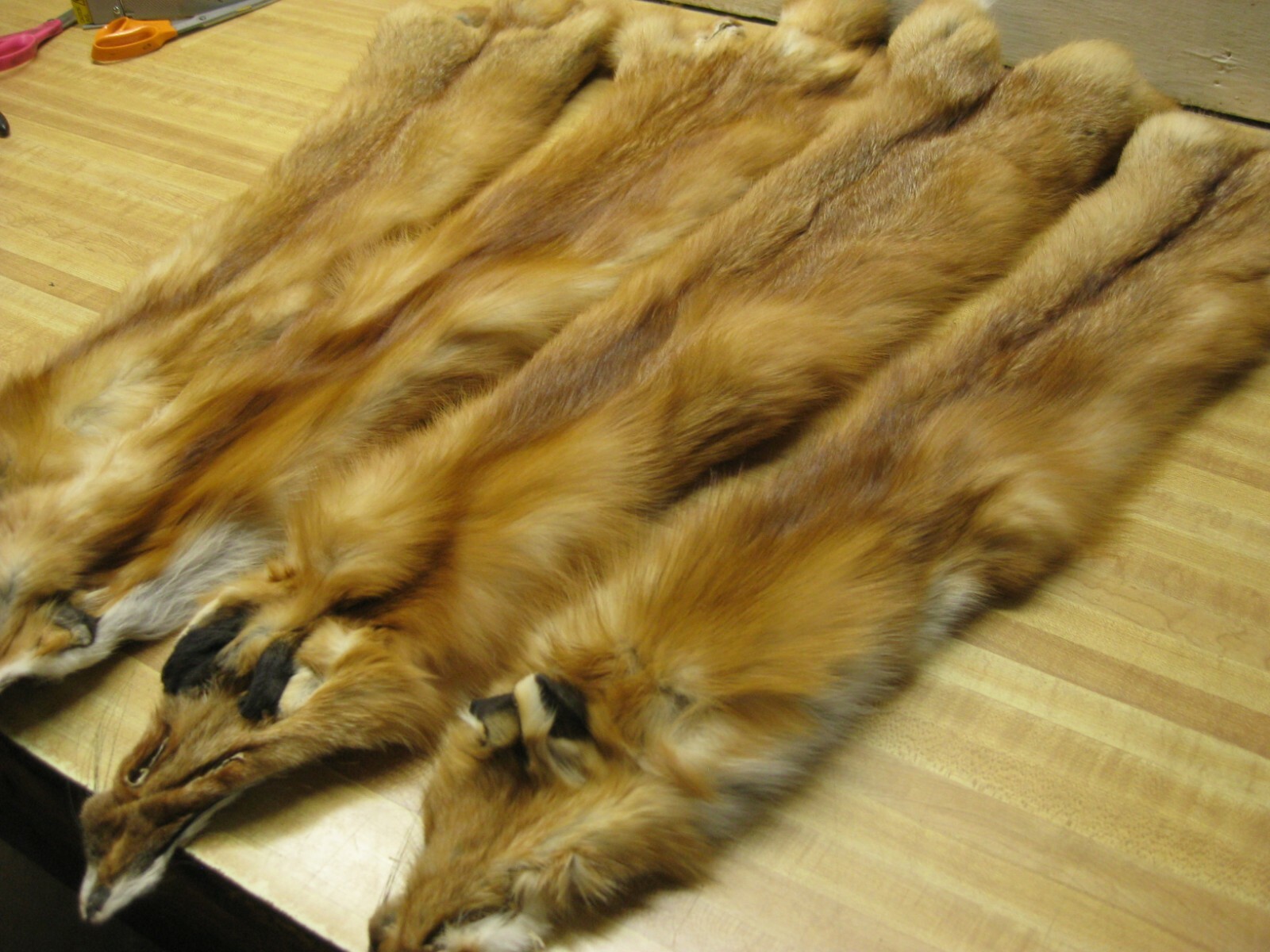 WEEKLY " SPECIAL " RED FOX XLG INVENTORY REDUCTION NO TAIL REDUCED