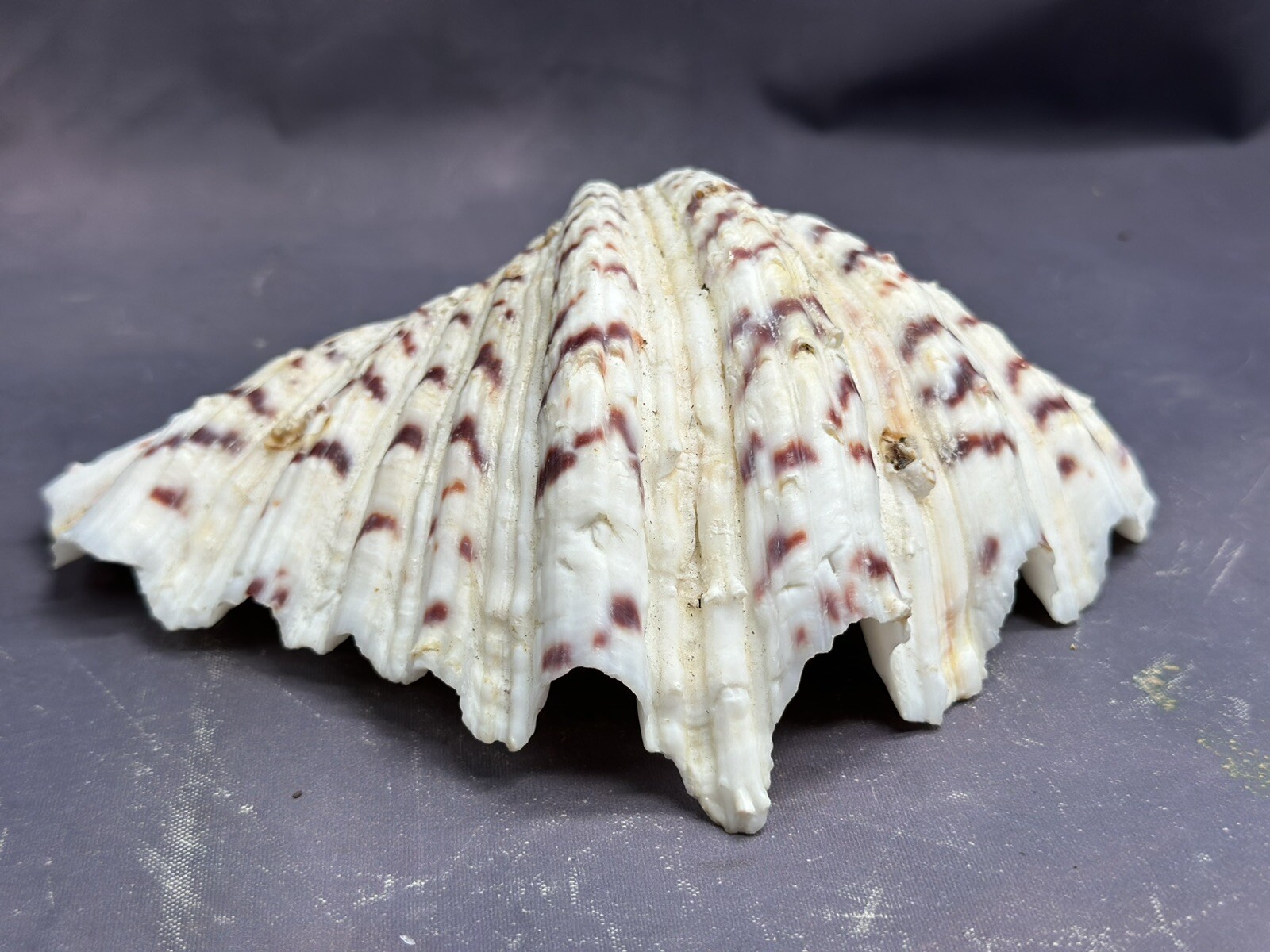 Natural Shells Half Clam Beautiful Set For Decor Seashells Nautical Beach
