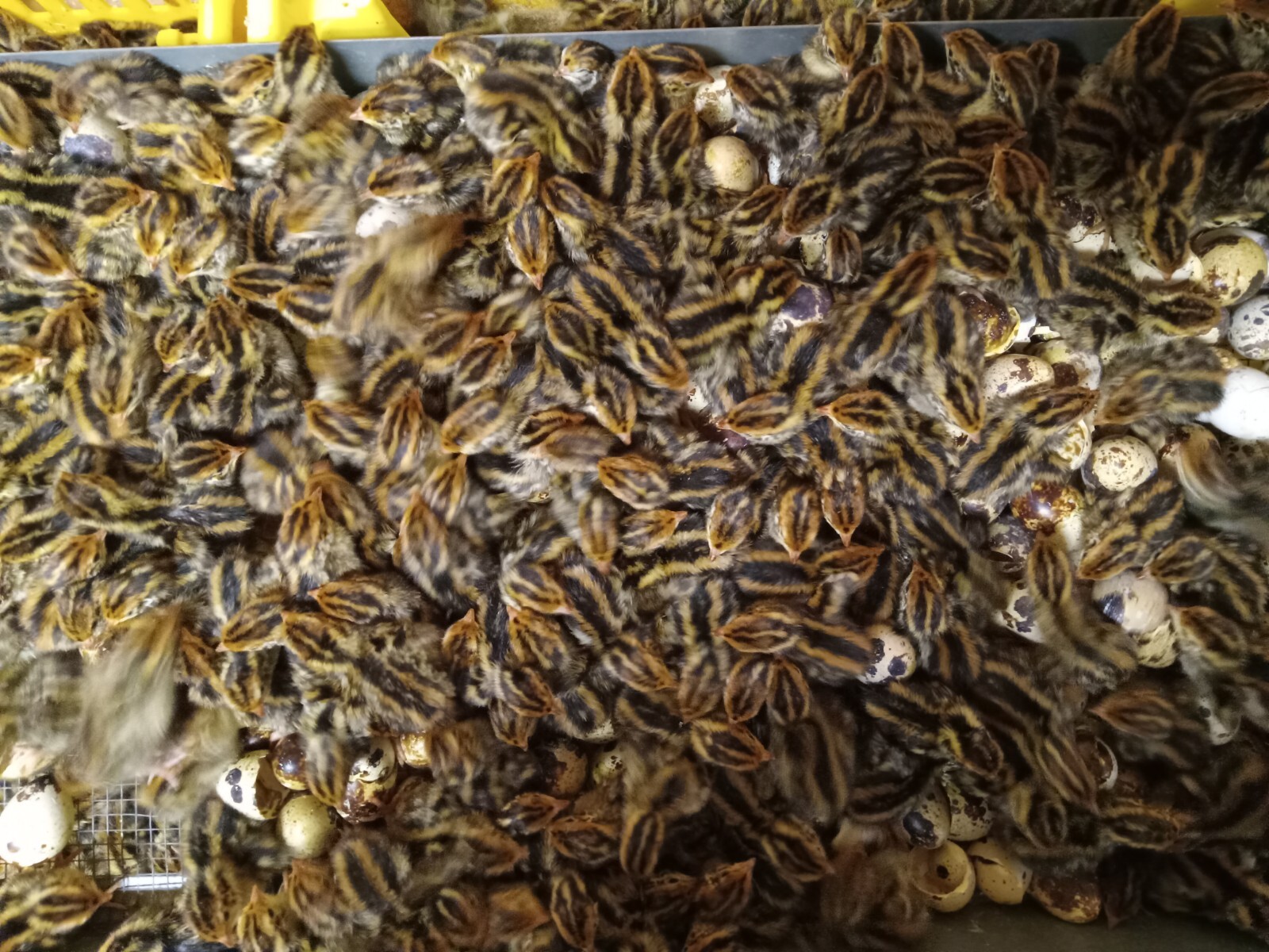 100+ KINGsBROWN XL. JUMBO brown coturnix quail hatching eggs,