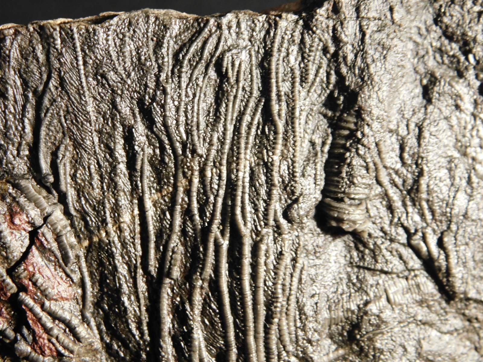 LARGER! 430 Million Year Old! CRINOID Fossil or Sea LILY Fossil Morocco 686gr