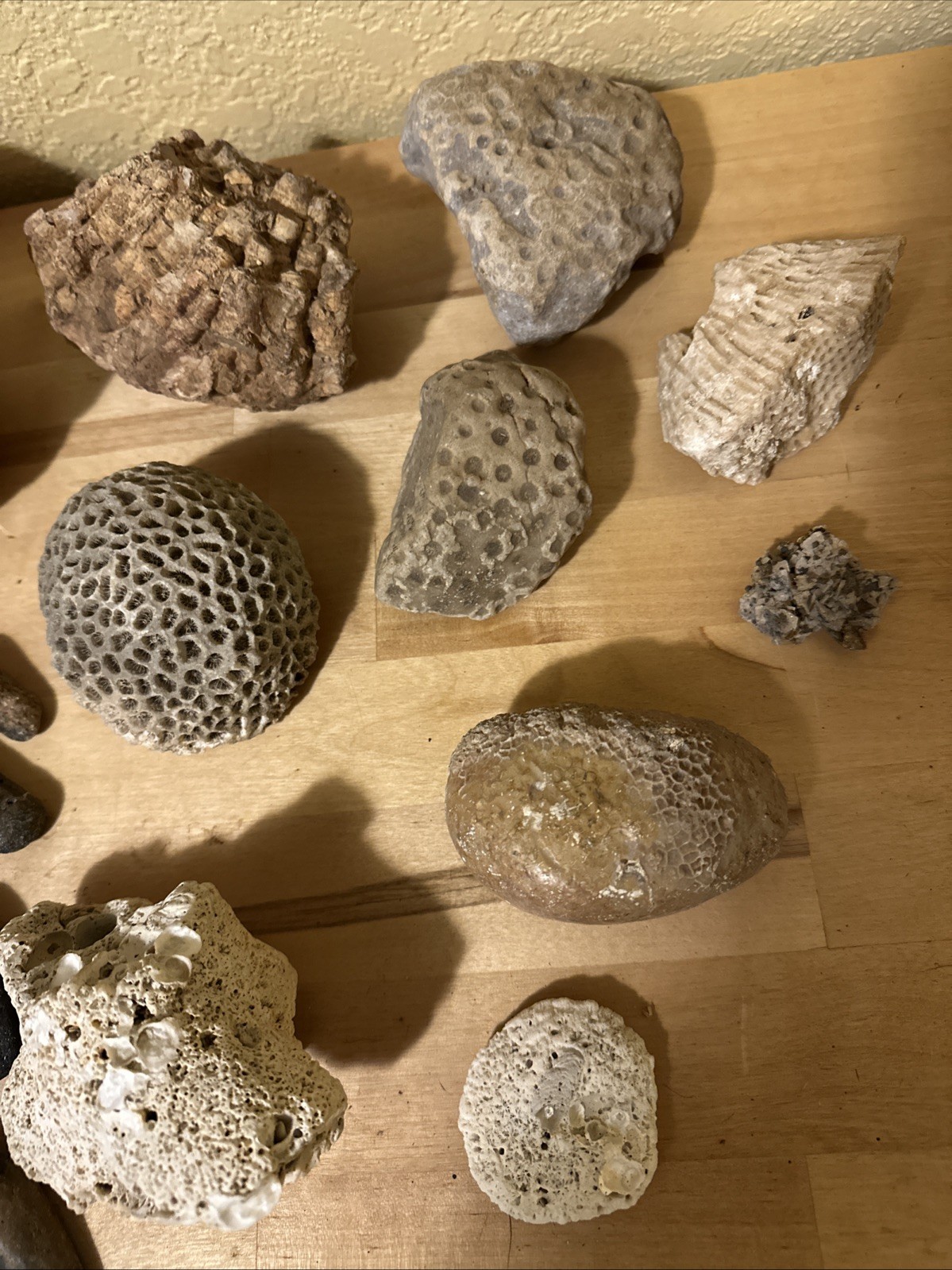 Sea life Coral Fossil Rock Wood Specimen Urchin Geology Shells Coastal Lot