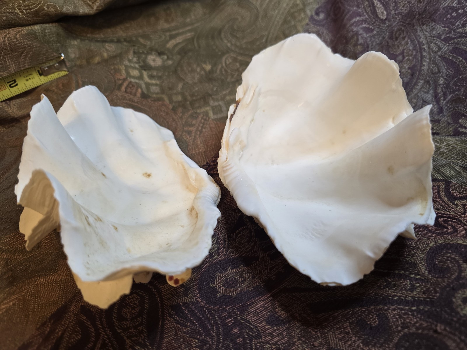 giant tridacna squamosa matched pair Clam Shells Seashells Ruffles 7"