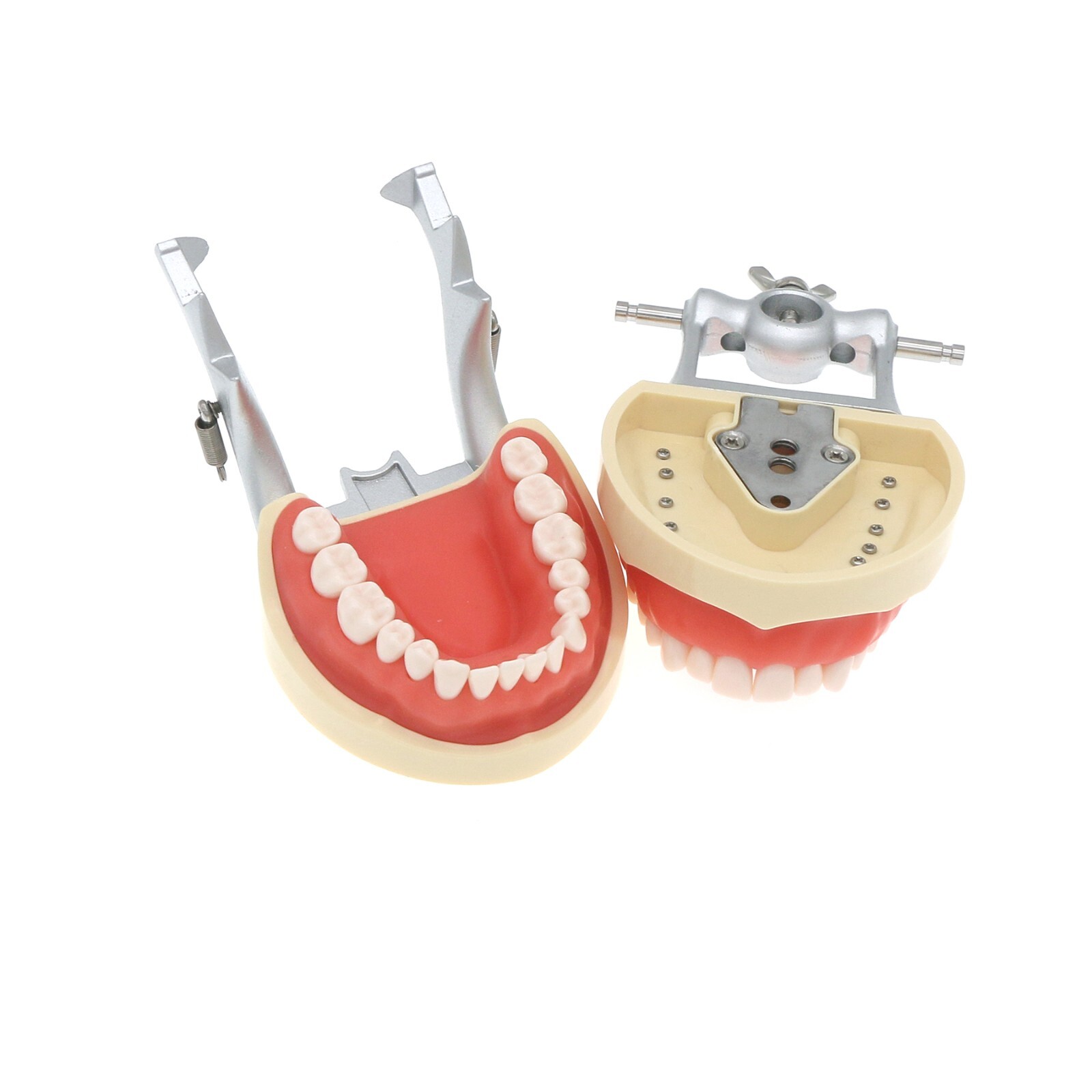 Kilgore NISSIN 200 Type Dental Typodont Model M8012 with 32Pcs Removable Teeth