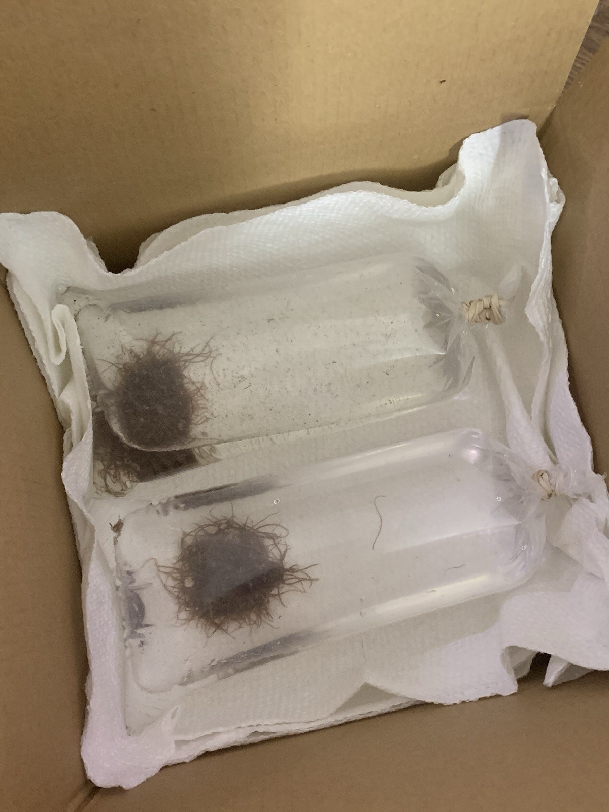 🪱💧 Live BLACKWORMS 100+ Healthy Strand - LIVE FISH FOOD💧🪱