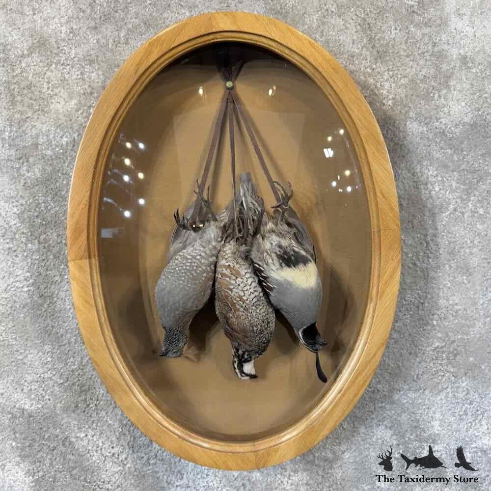 #31598 EL | Triple Quail Taxidermy Display For Sale