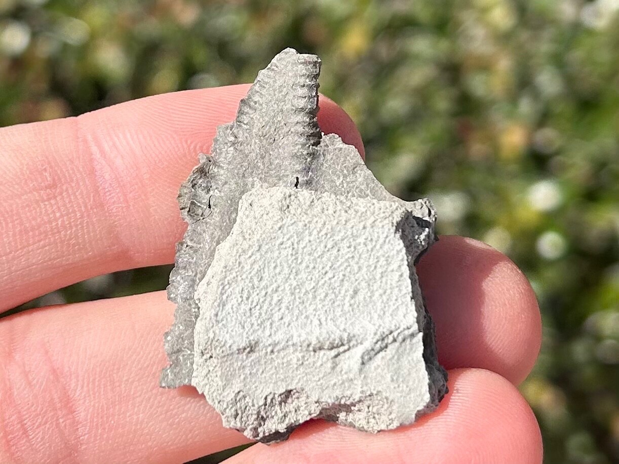 Canada Fossil Crinoids in Matrix Ordovician Age Brechin Ontario