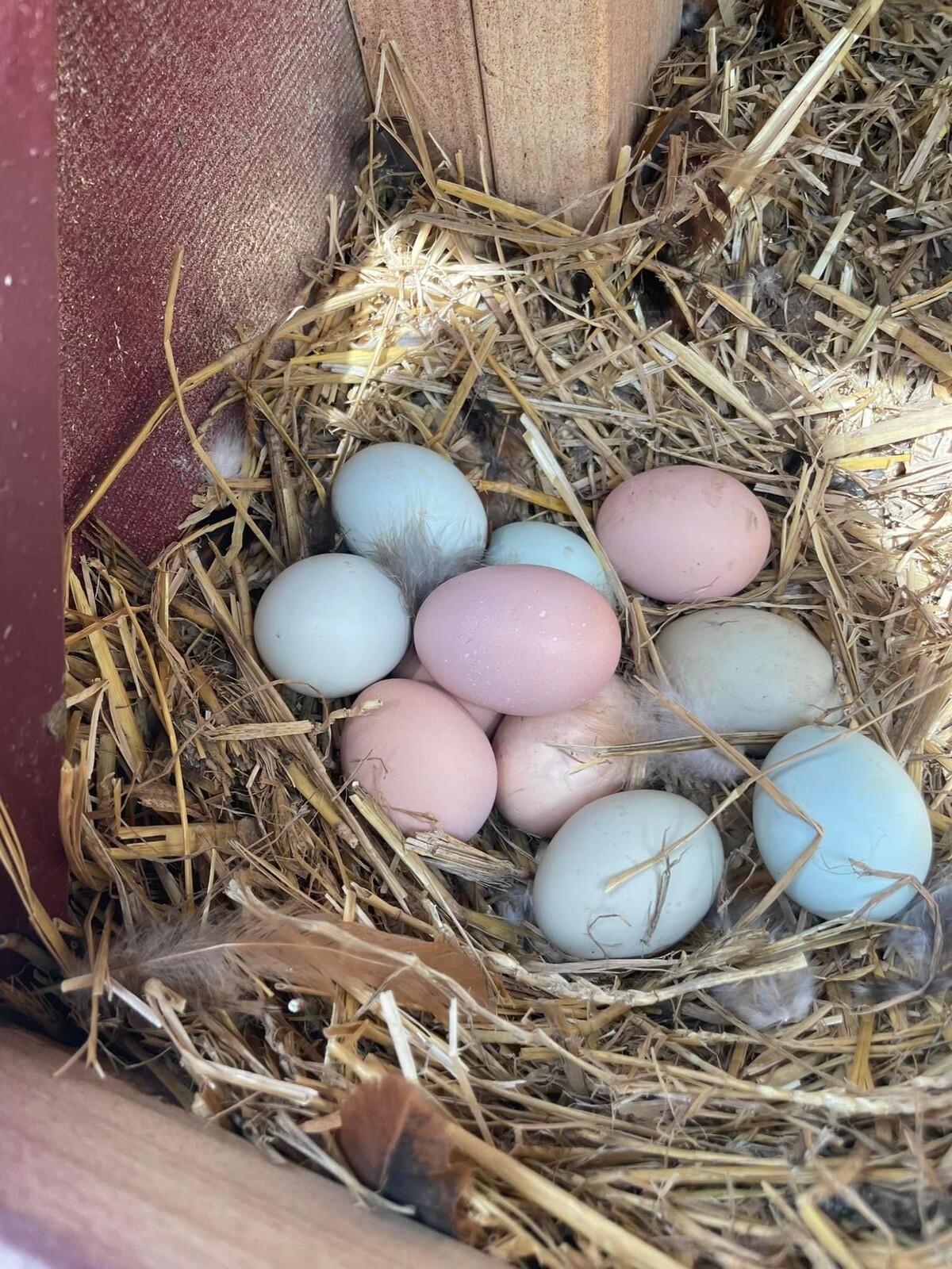 12+ Rare Breed Chicken Hatching Eggs Orpington, Brahma, Sweddish Flower