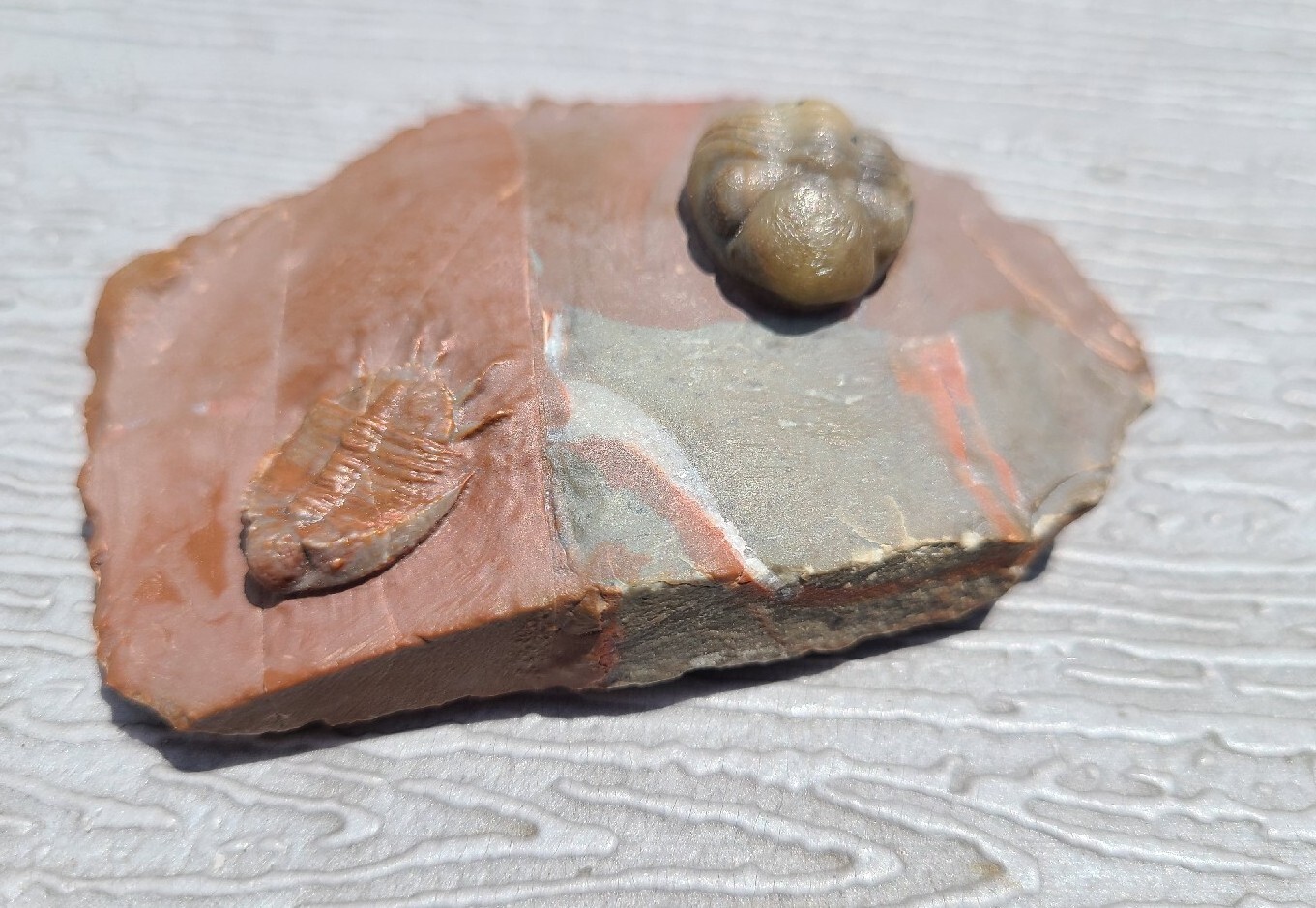 Top prep Basseiarges and Austerops fossil Devonian from Jorf beautiful color