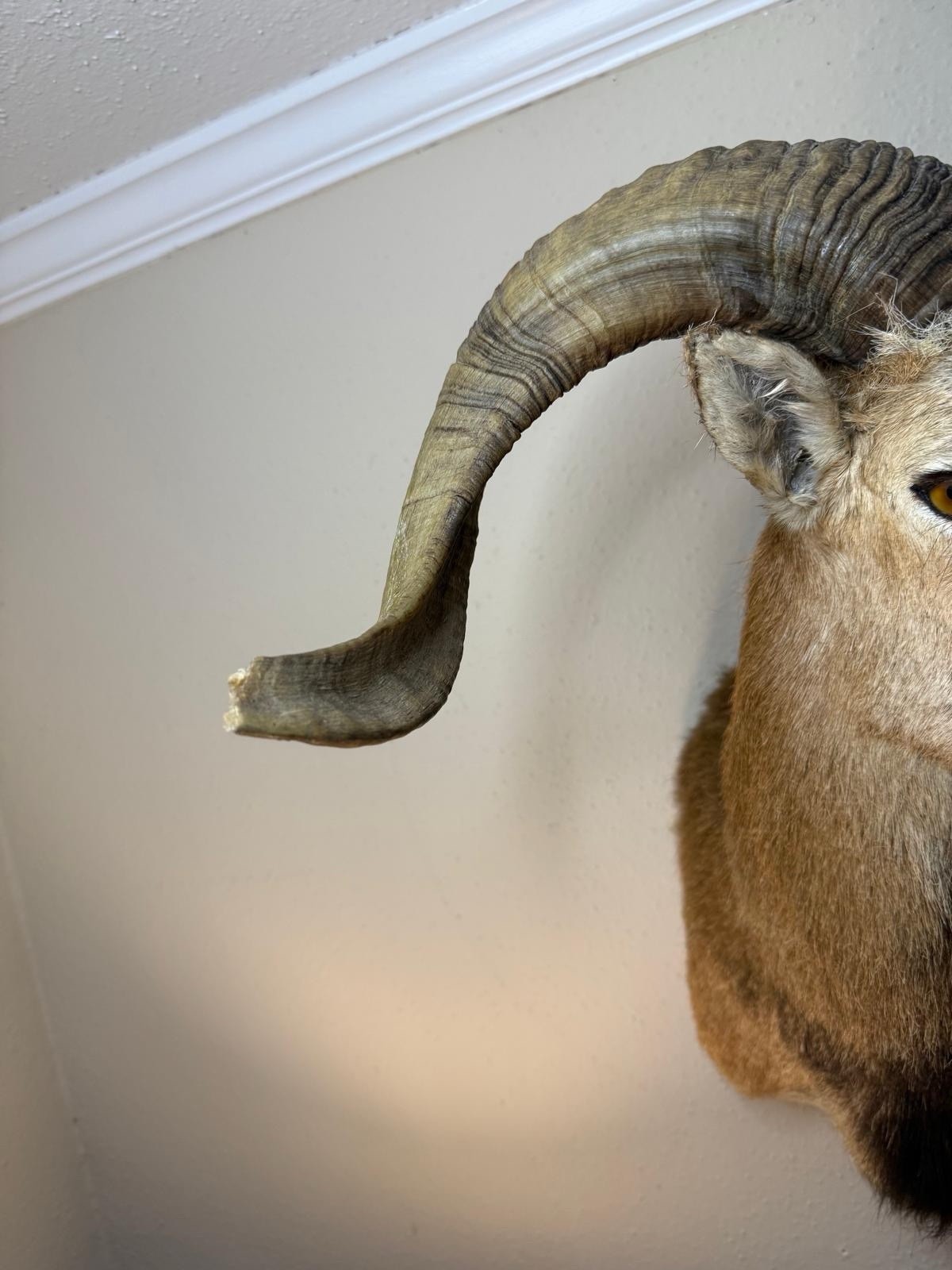 Corsican Ram Taxidermy Shoulder Mount