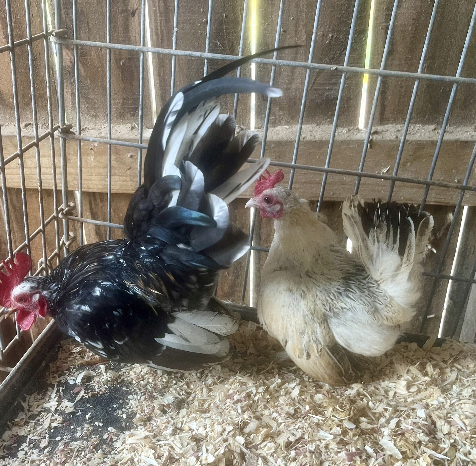 Small/Micro SERAMA Eggs One dozen Eggs