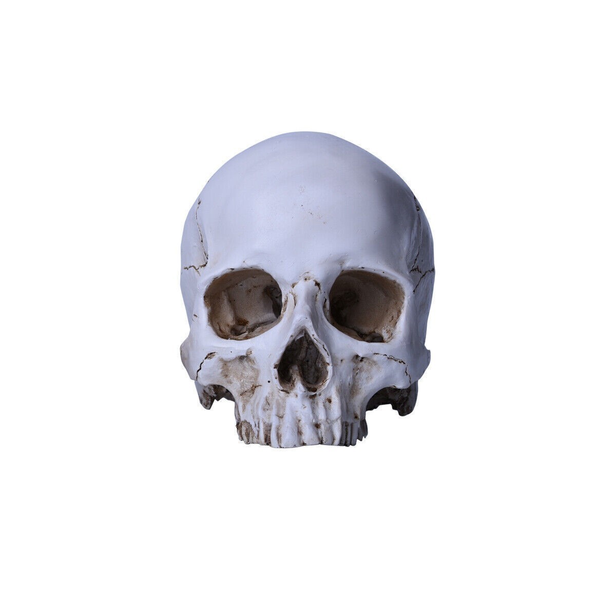 Resin Replica 1:1 Life Human Anatomy Skull Collectable Bar Decoration Teaching