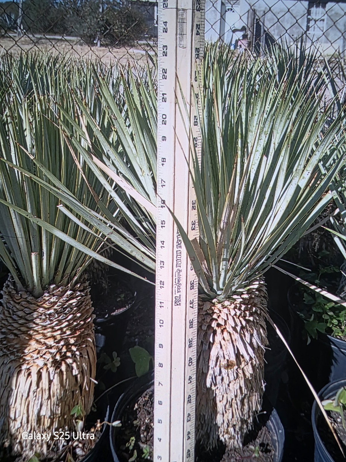 Yucca Rostrata 18 To 24" Tall Cold Hardy  Drought Tolerant Full Sun