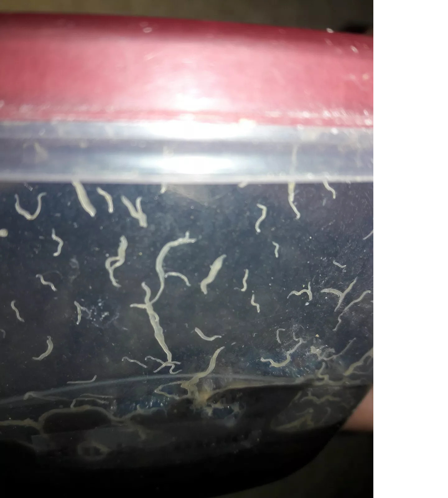 2 oz Grindal worm starter culture LIVE fish food for betta fry killifish & more