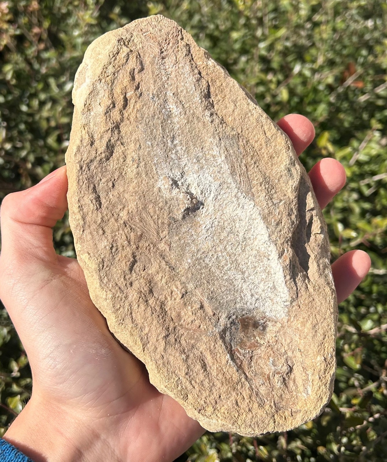 Rhacolepis Fossil Fish Brazil Santana Formation Cretaceous Pachyrhizodontidae