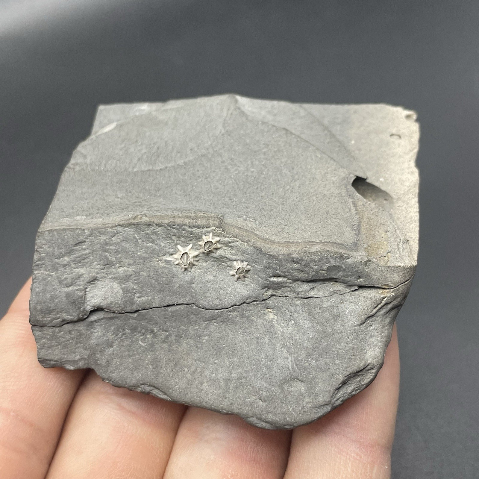 Ammonite Fossil Somerset UK Collector Quality Beautiful Green