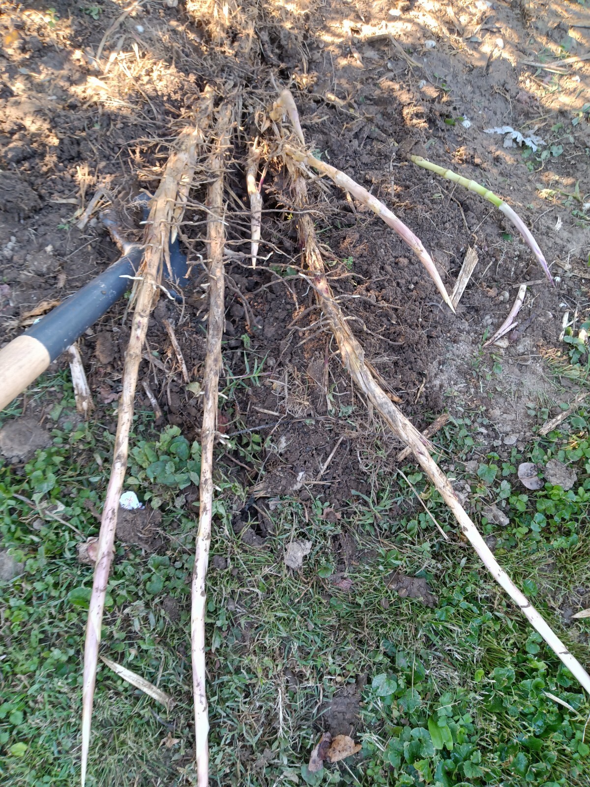 Fall Special MOSO Live Bamboo Root 6pc per order, 5 inches or longer each.