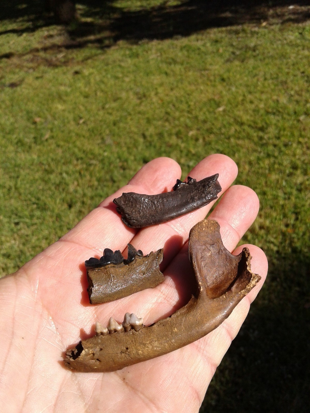 Bargain 3 Jaws Raccoon And River Otter Florida Ice Age Fossil Mammal Teeth