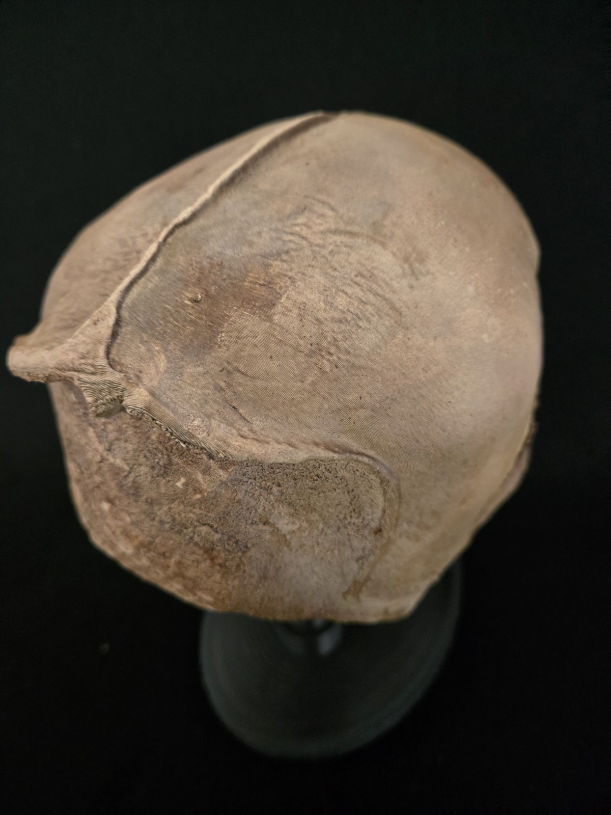 Bigfoot Skull Realistic "Large"