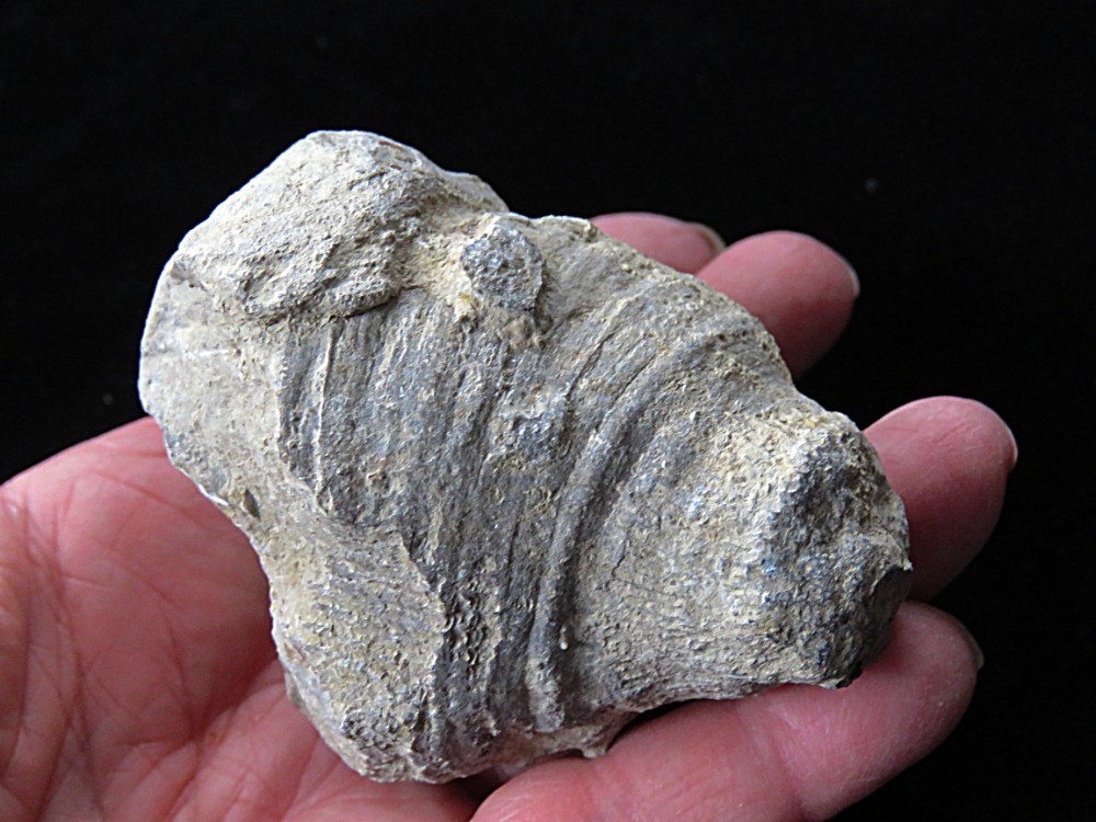 Horn Coral- Heliophyllum bali-2 3/4" x 2 1/4"- Devonian, Genesee County, NY