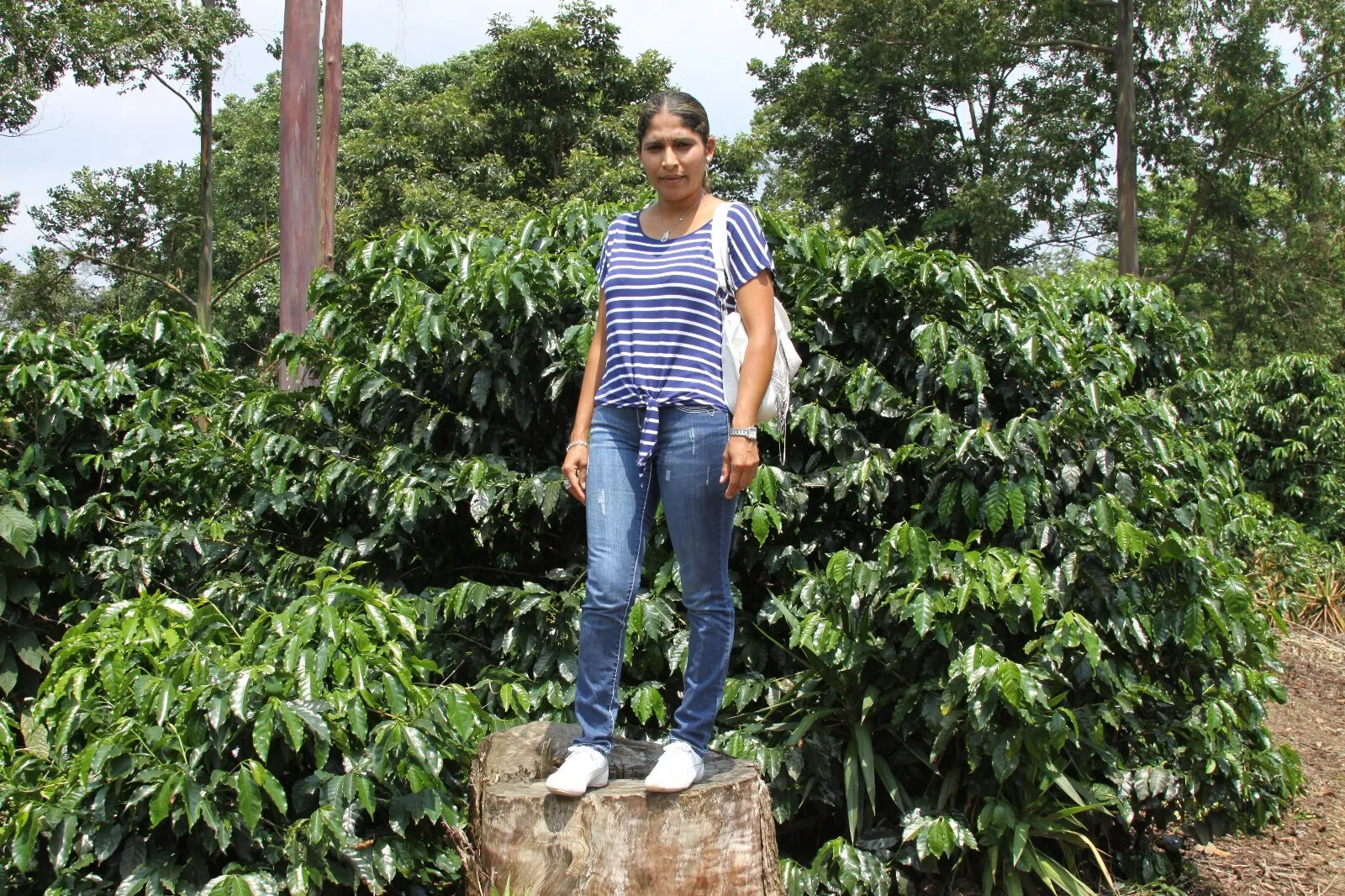 100% JAMAICAN BLUE MOUNTAIN COFFEE BEANS PEABERRY MEDIUM ROASTED 2 TO 12 POUNDS