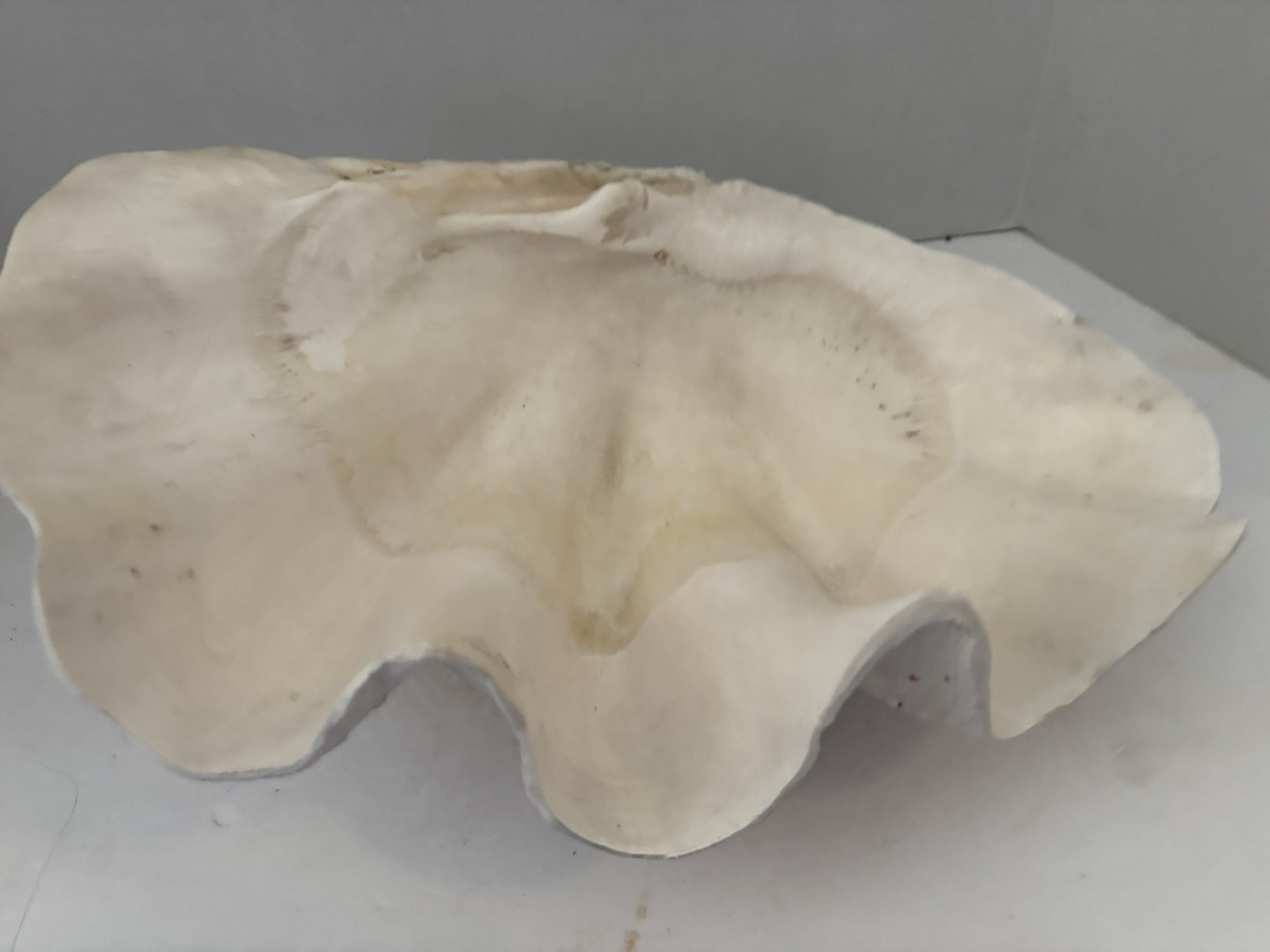 Very Rare 17” Giant Clam Shell Tridacna Gigas 17x 12x 7