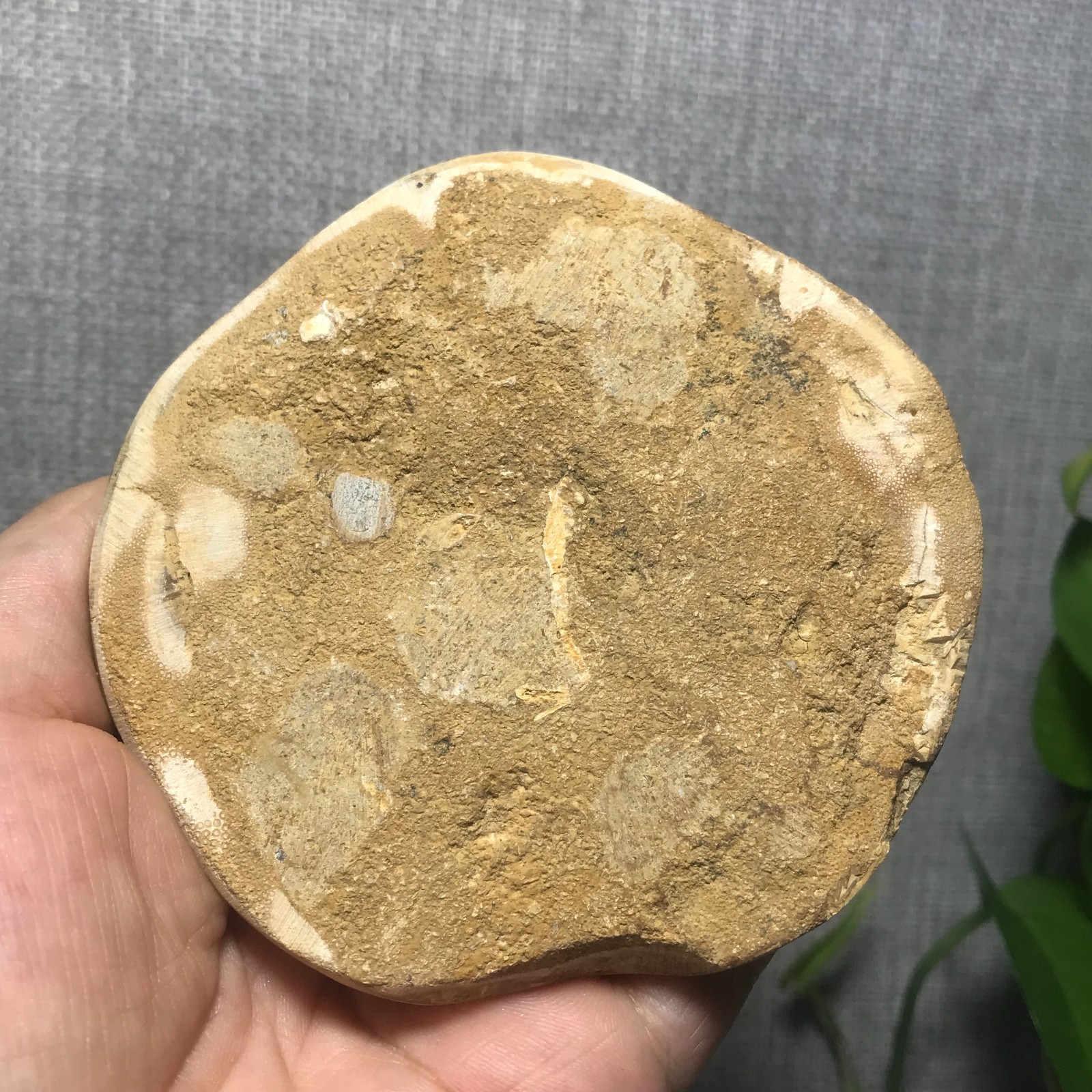 226g Starfish Crystal Specimen 01