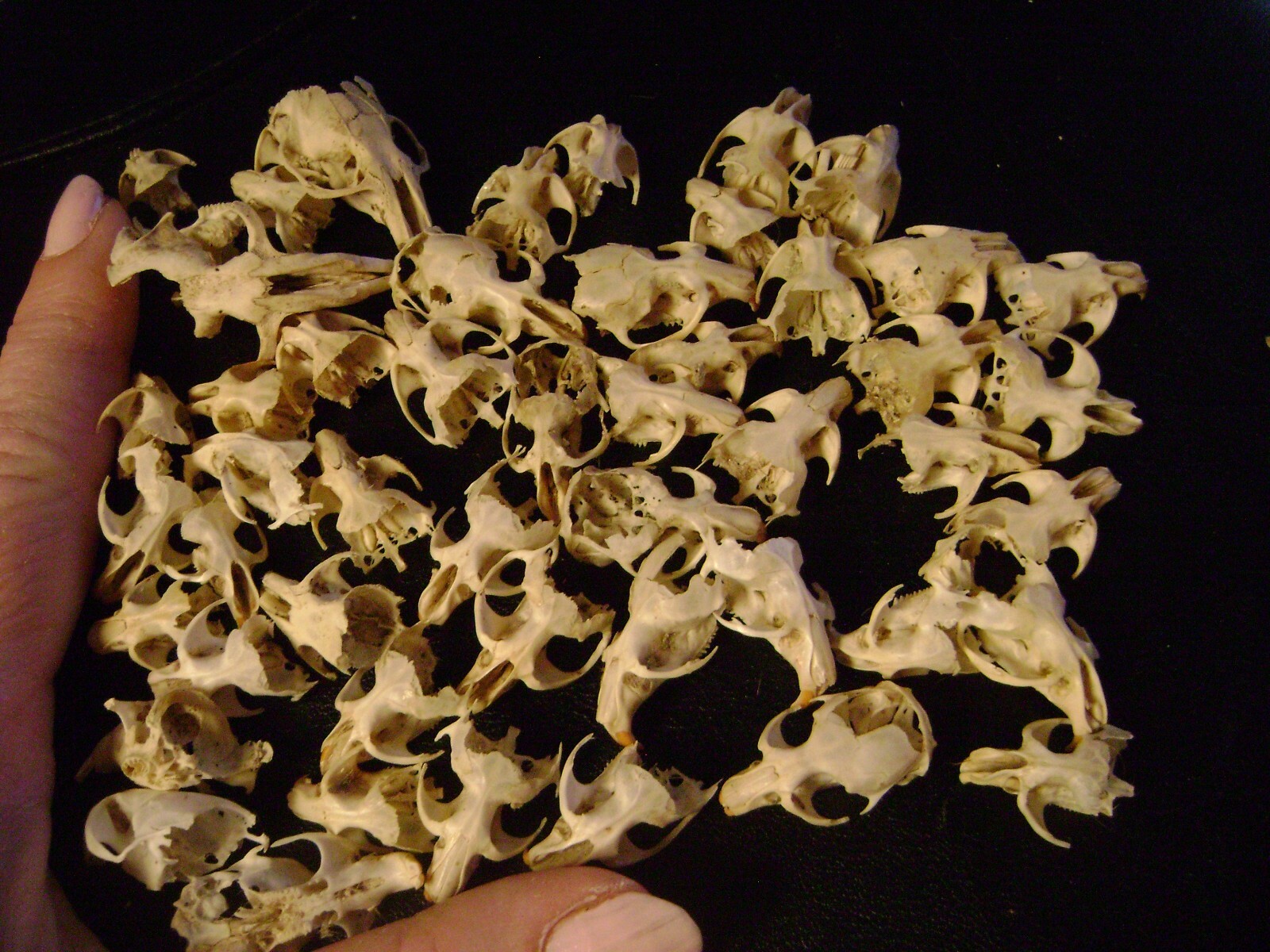 50 BROKEN RAT SKULLS real animal bones head skeleton taxidermy art crafts lot
