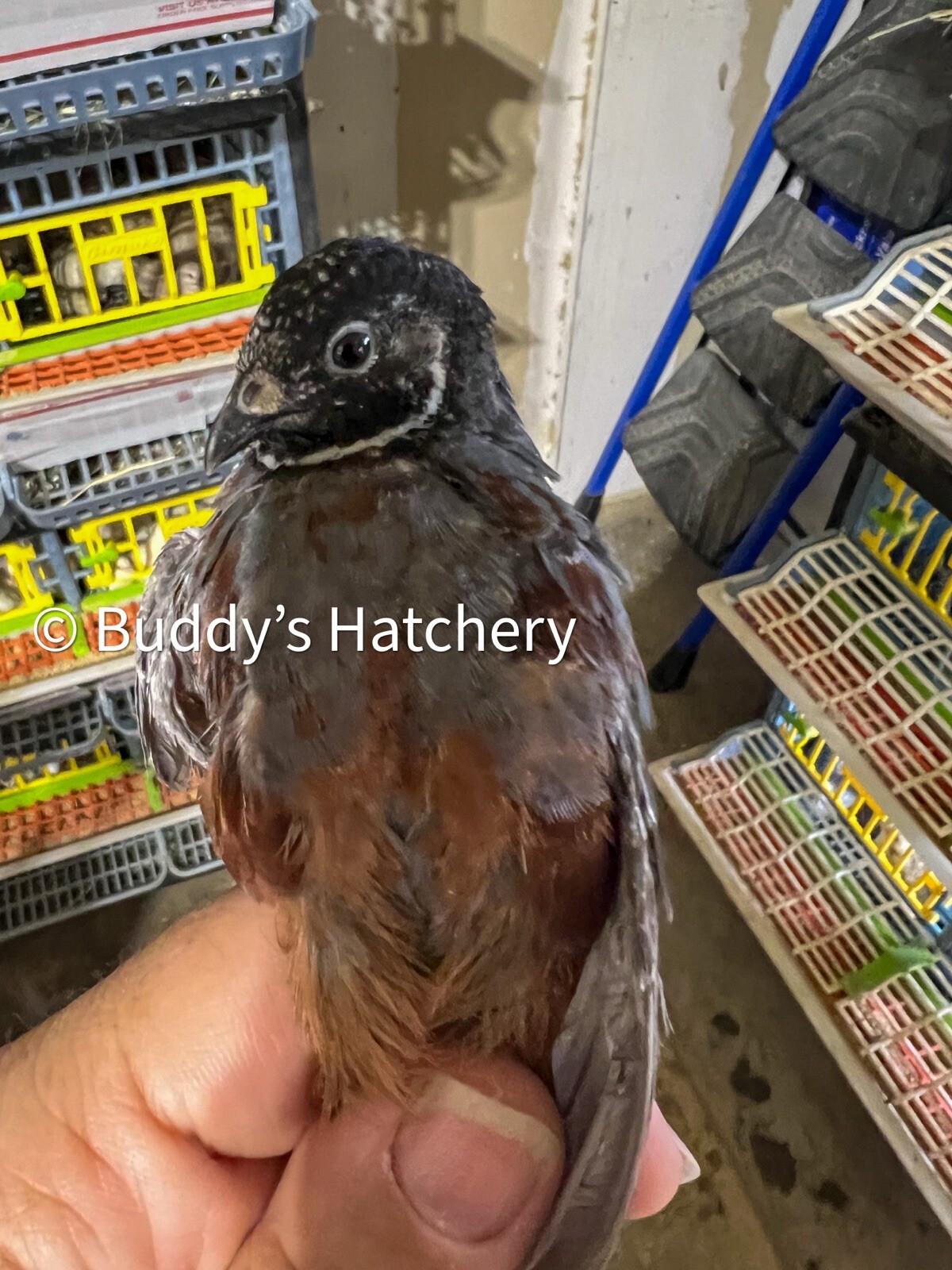 24 Button Quail Fertile Hatching Eggs Quail