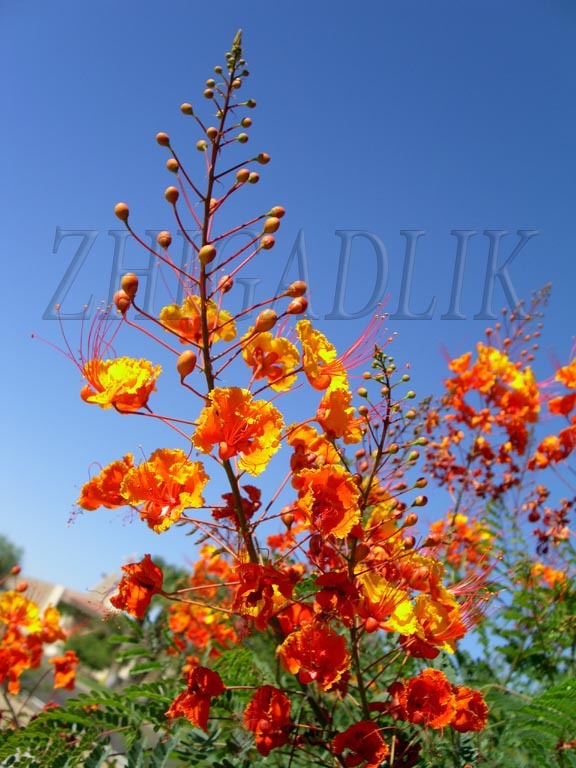 Caesalpinia pulcherrima Pride Of Barbados Mexican Bird Peacock seeds Orange Colr