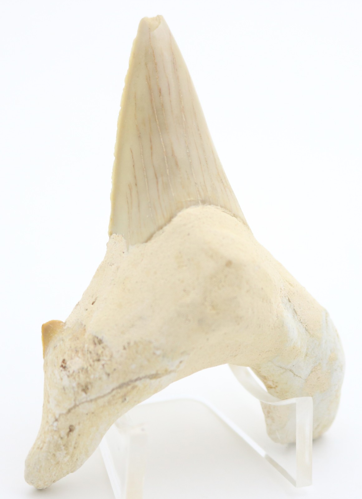 Large FASCINATING Fossil SHARK Otodus Obliquus TOOTH Fossilized Specimen