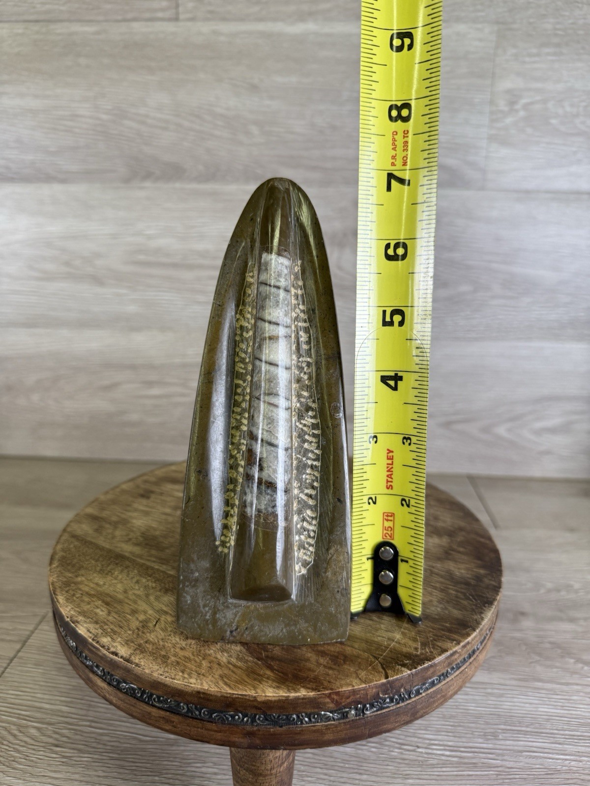 Vintage Standing Orthoceras Fossil 7” - Prehistoric Cephalopod Natural Display