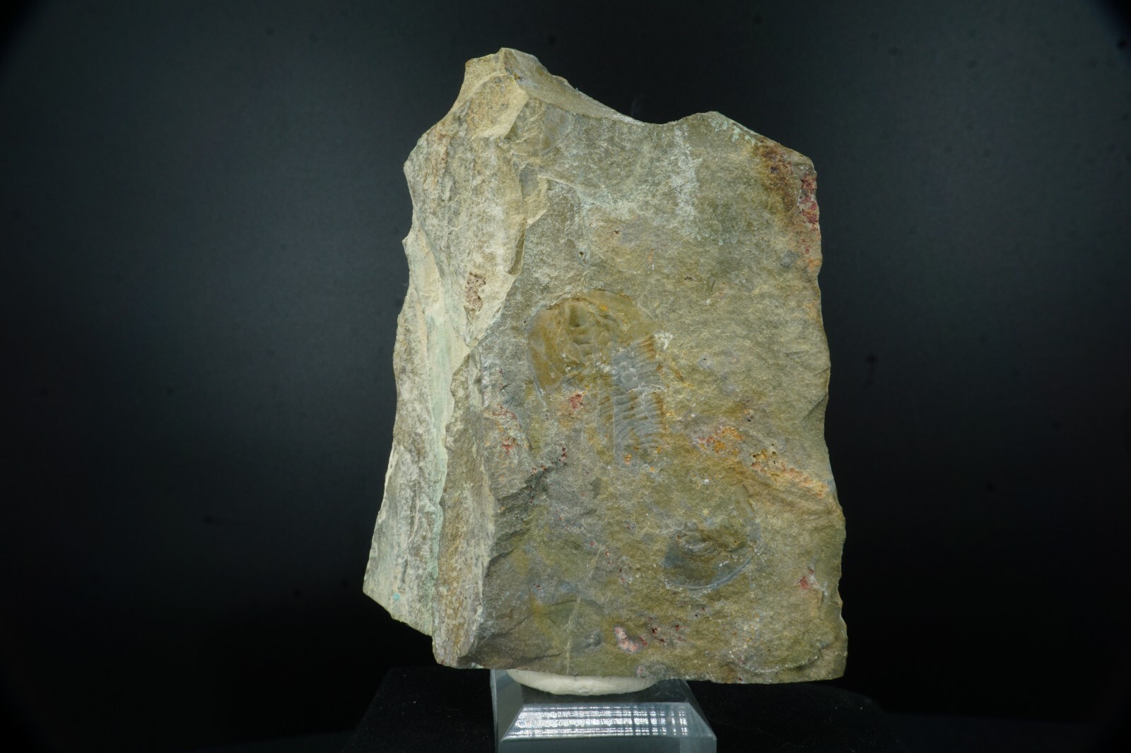 Trilobite/Olenellus Clarki/Latham Formation California/Cambrian Fossil