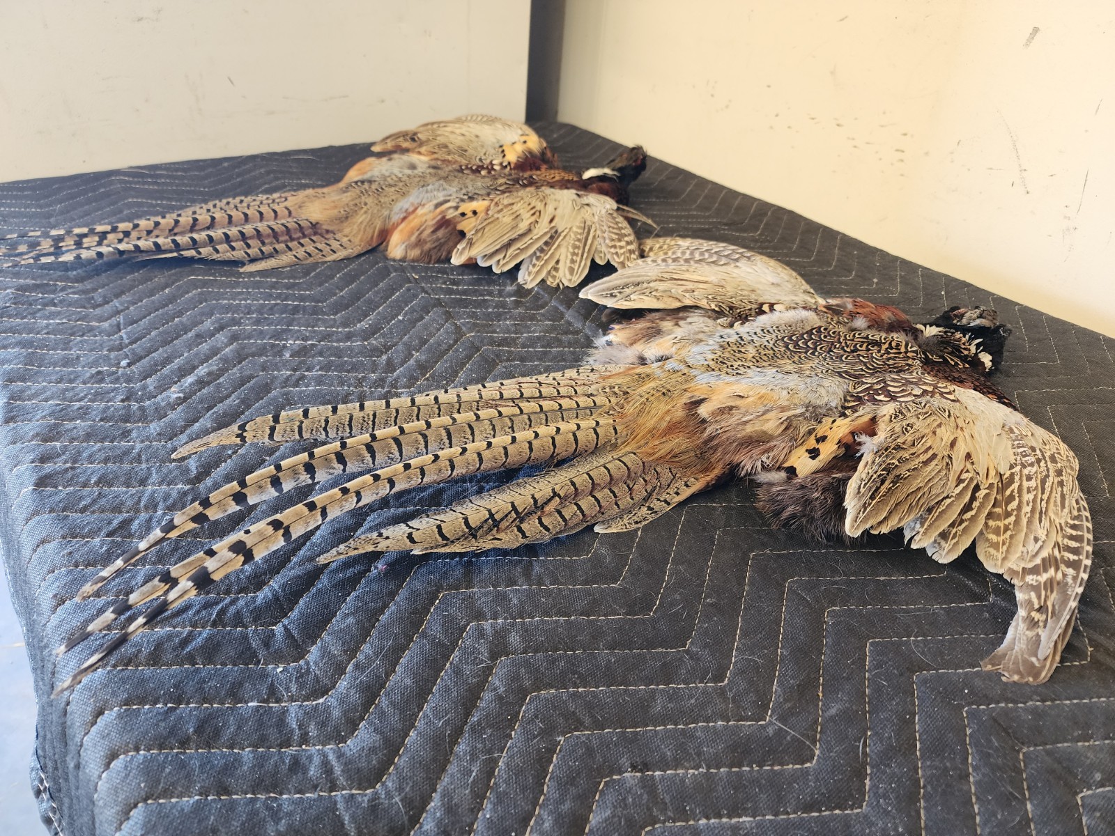 2 Ring Necked Pheasant Pelt Feathers Fly Fishing Material Dog Training Crafts