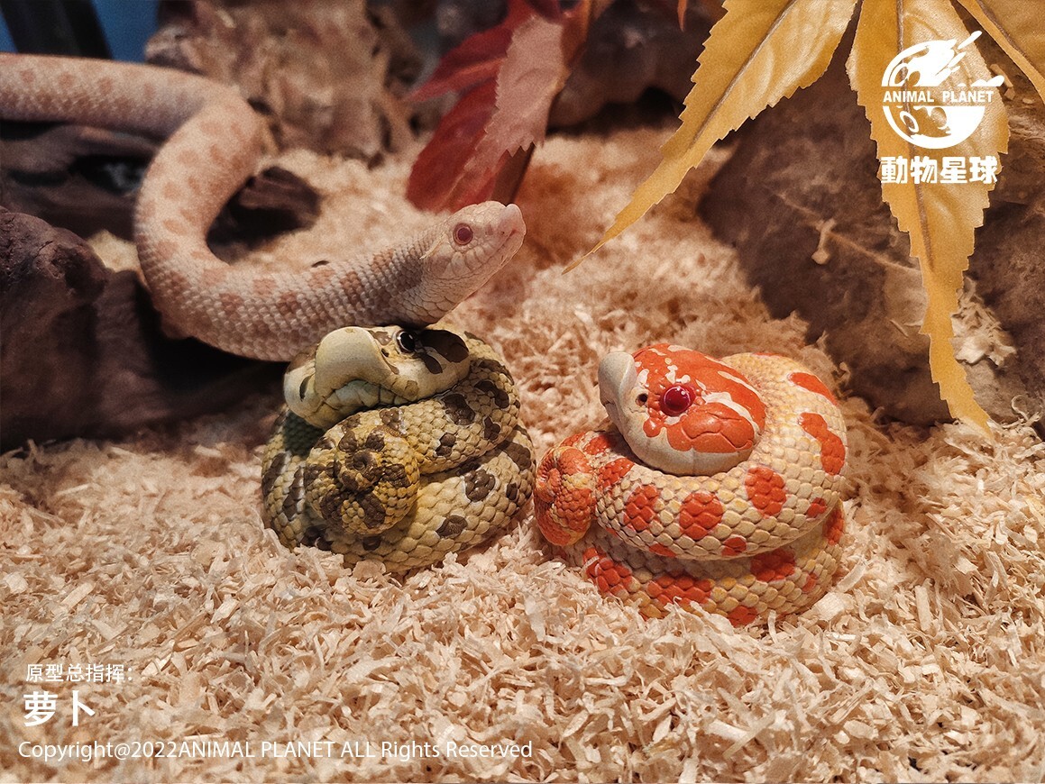 【In-Stock】 Animal Heavenly Body Extreme Red Hognose Collectible Snake Statue