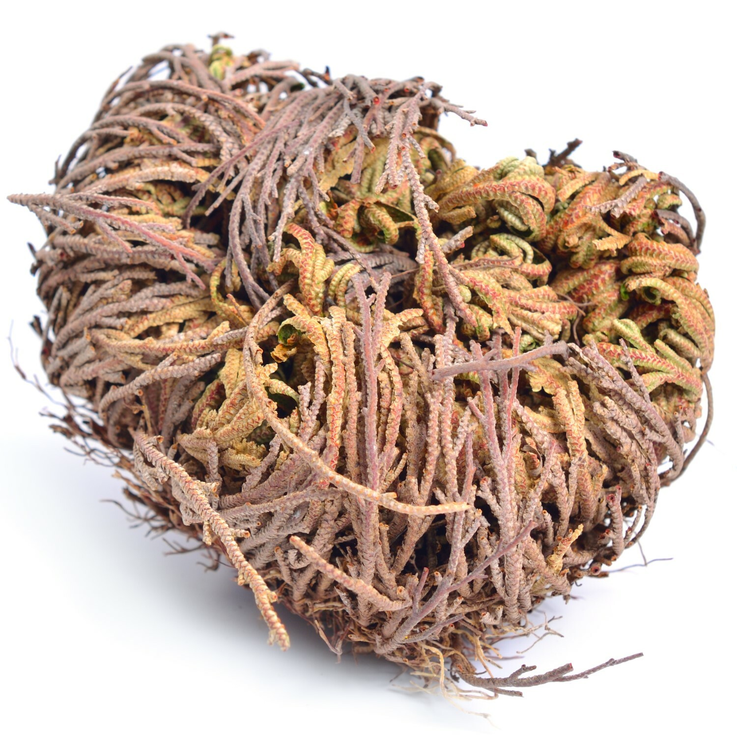 Jericho Flower - 24 Pack Bulk - Rose of Jericho, Resurrection Flower Whole Dried
