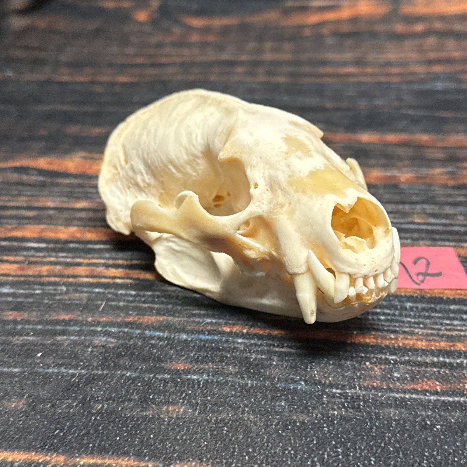 Real XL Badger Skull Unique Gift Halloween Craft Animal Mount Art Model Head Odd