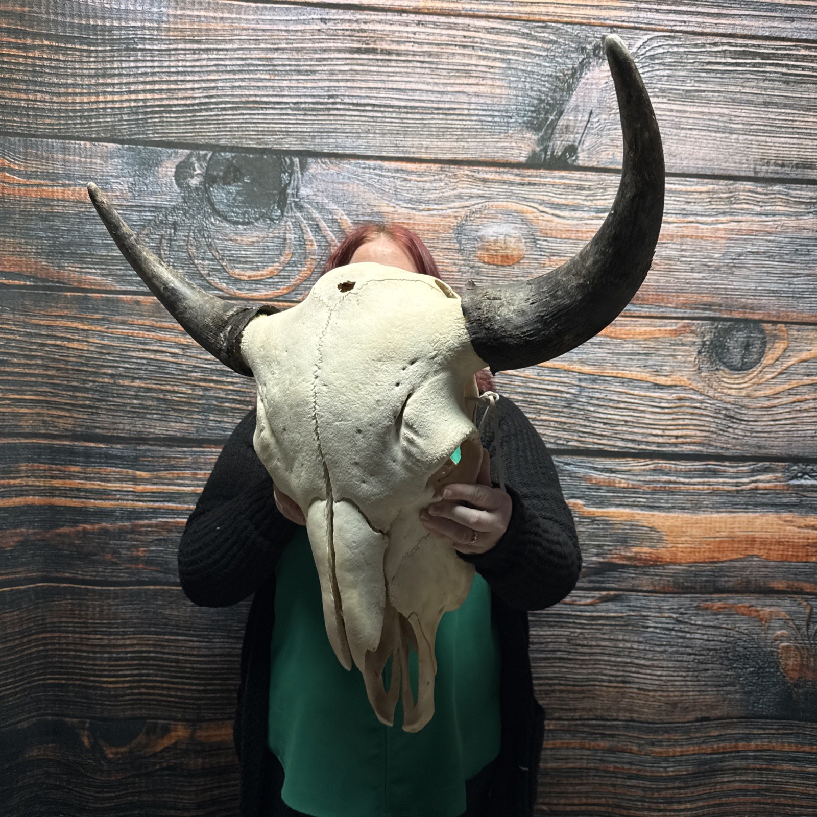 Real Trophy XL Bull Buffalo Bison Skull Horn Animal Mount Western Unique Cabin