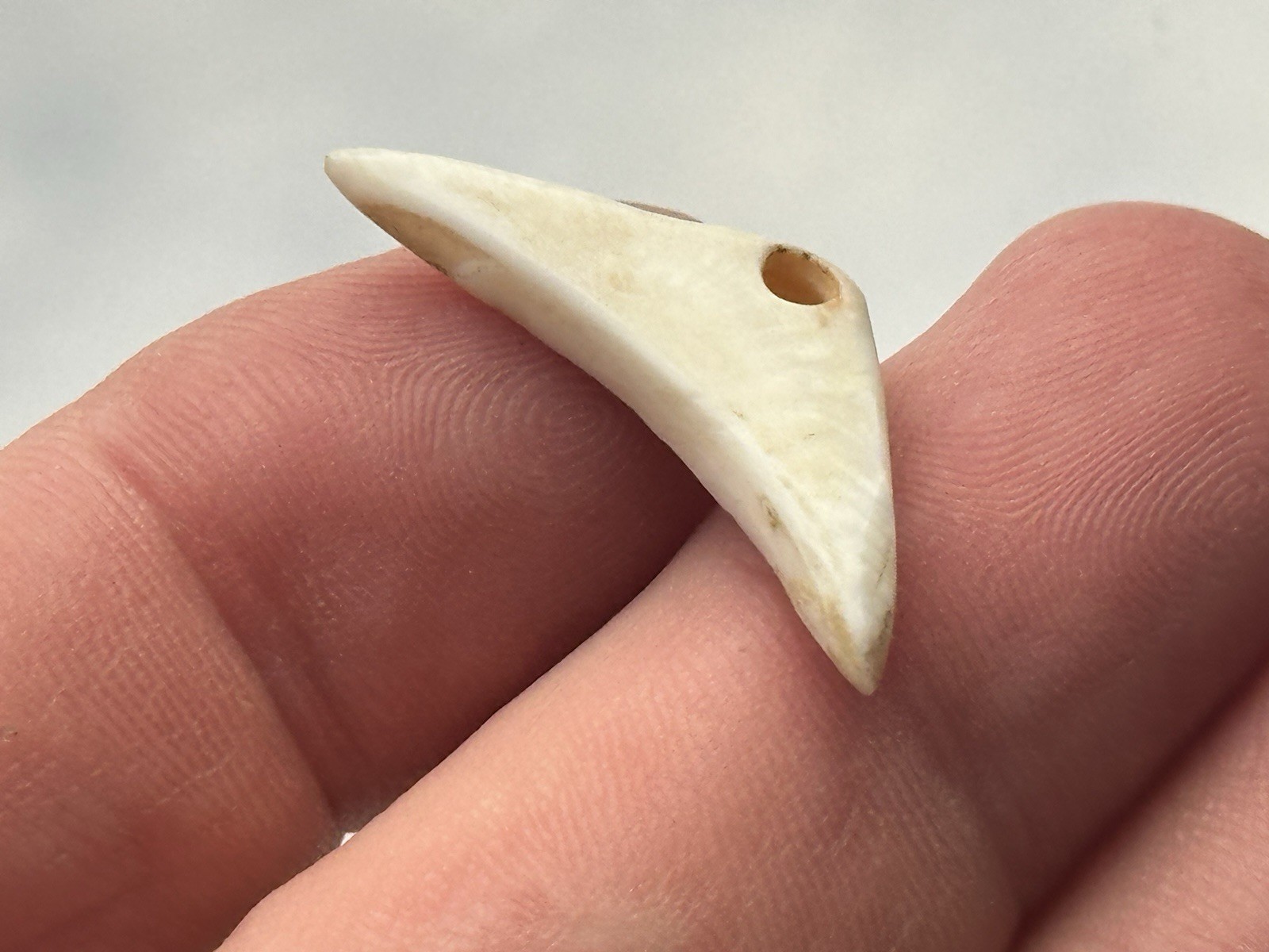 NICE ANASAZI HOHOKAM MIMBRES DRILLED SHELL PENDANT / GORGET FROM ARIZONA