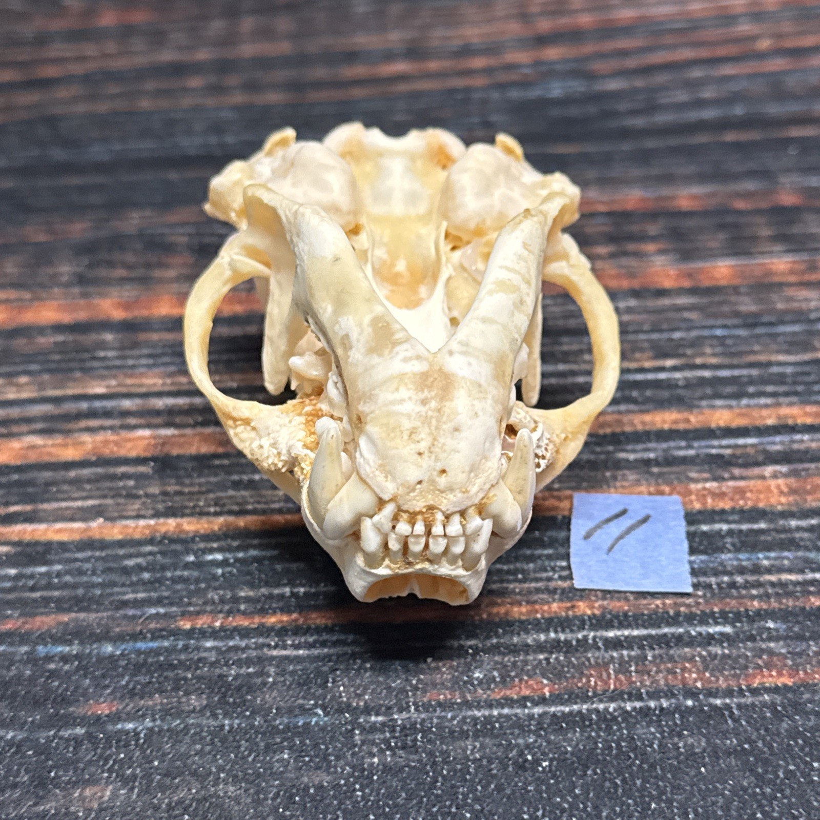 Real XL Badger Skull Unique Gift Halloween Craft Animal Mount Art Model Head Odd