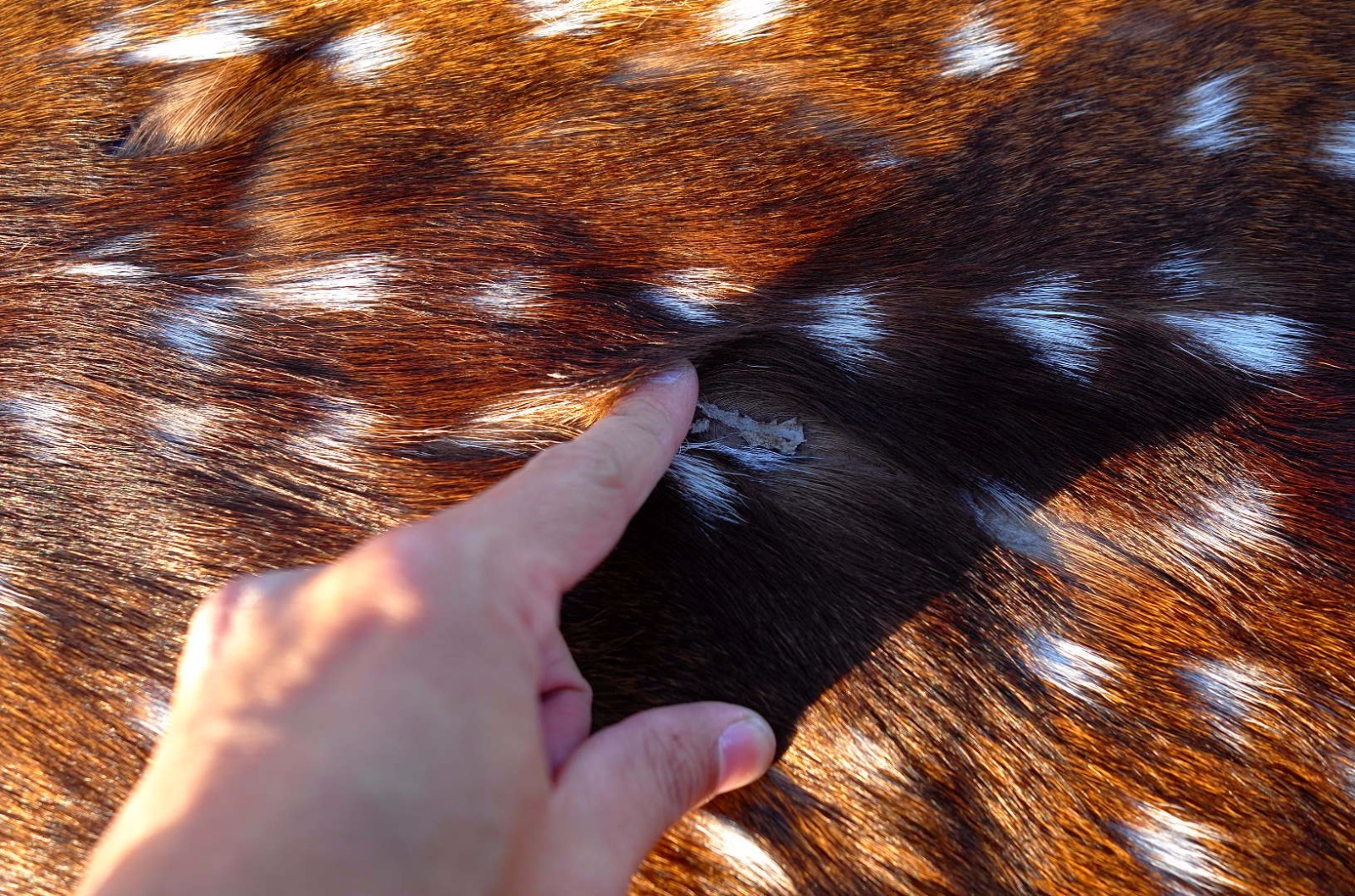 Axis Deer Skin Second Grade -Axis Deer Hide Size: 38"X30" Cheetal deer buck hide